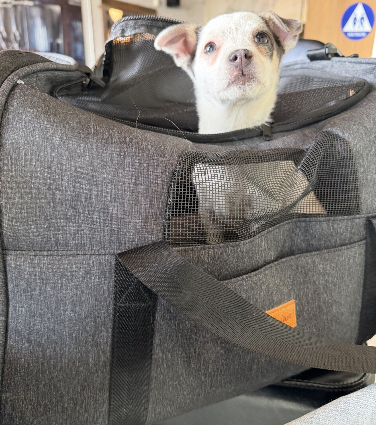 Chihuahua image 1