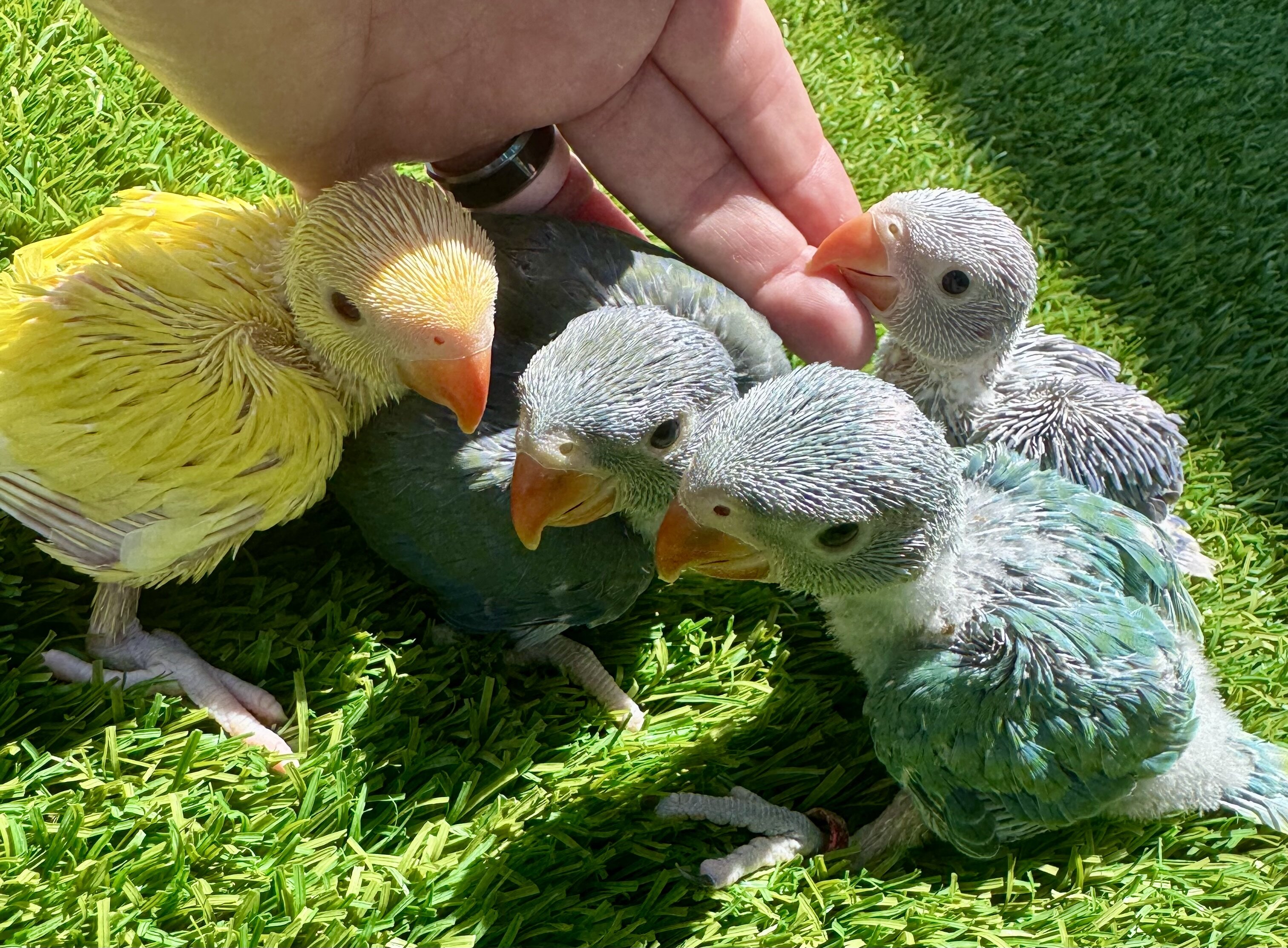 Indian Ringneck parakeets image 1