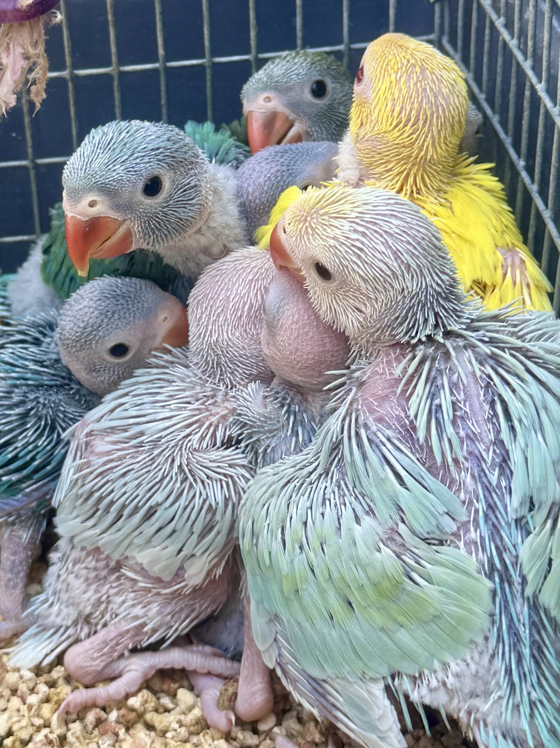 Indian Ringneck parakeets image 2