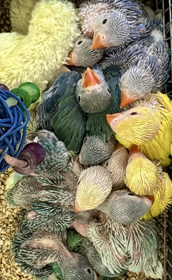 Indian Ringneck parakeets image 3