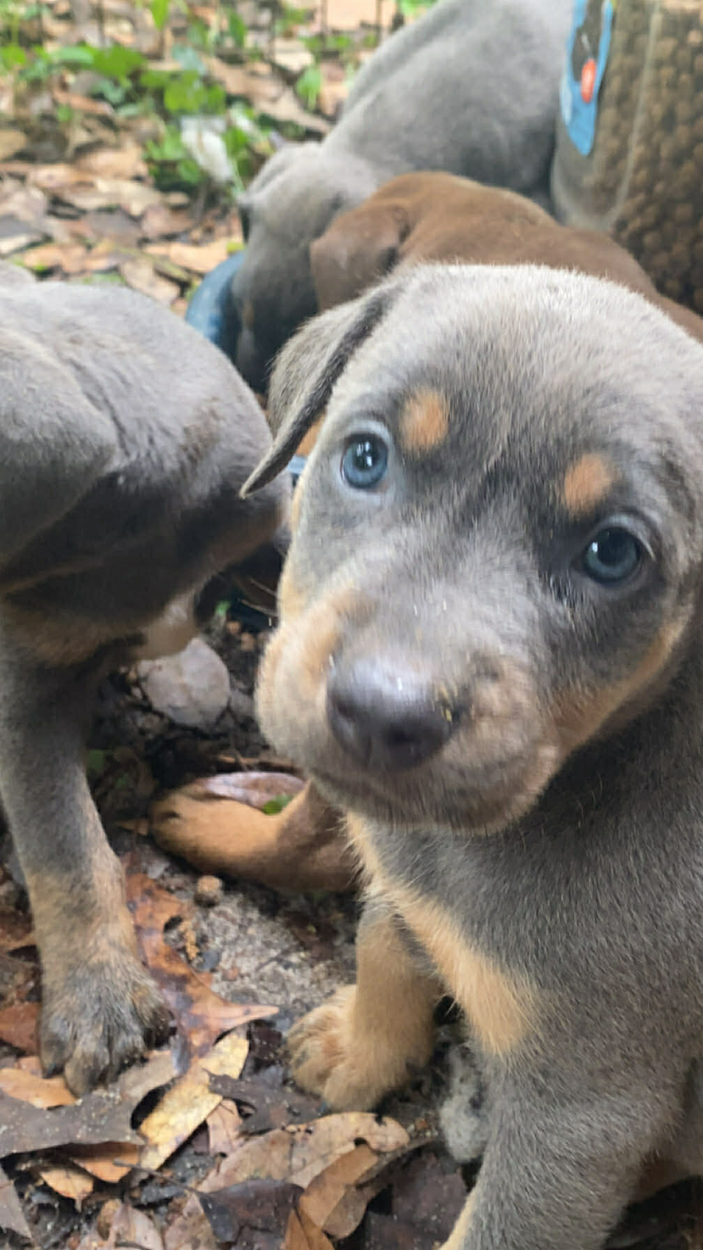 Doberman bully puppies image 1