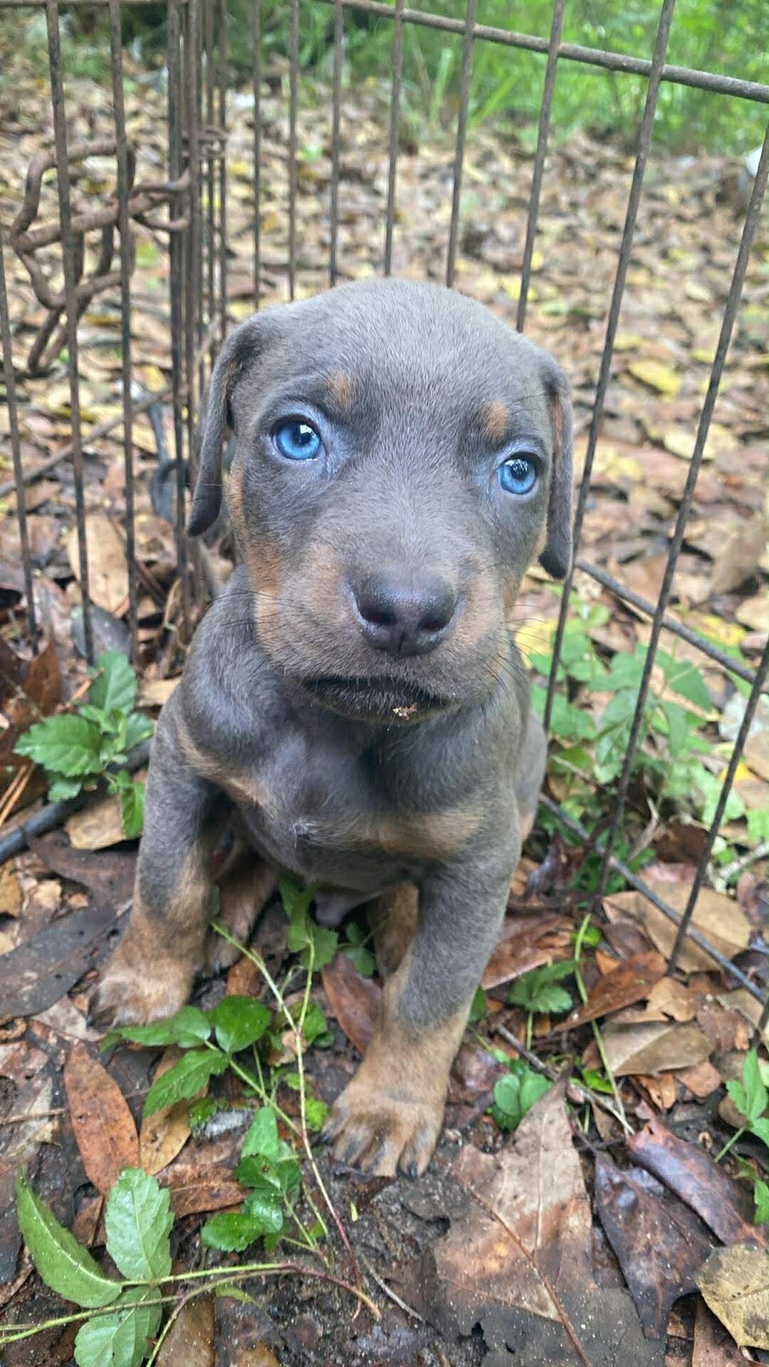 Doberman bully puppies image 2