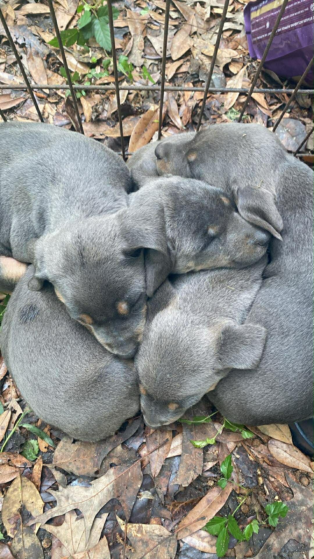 Doberman bully puppies image 5