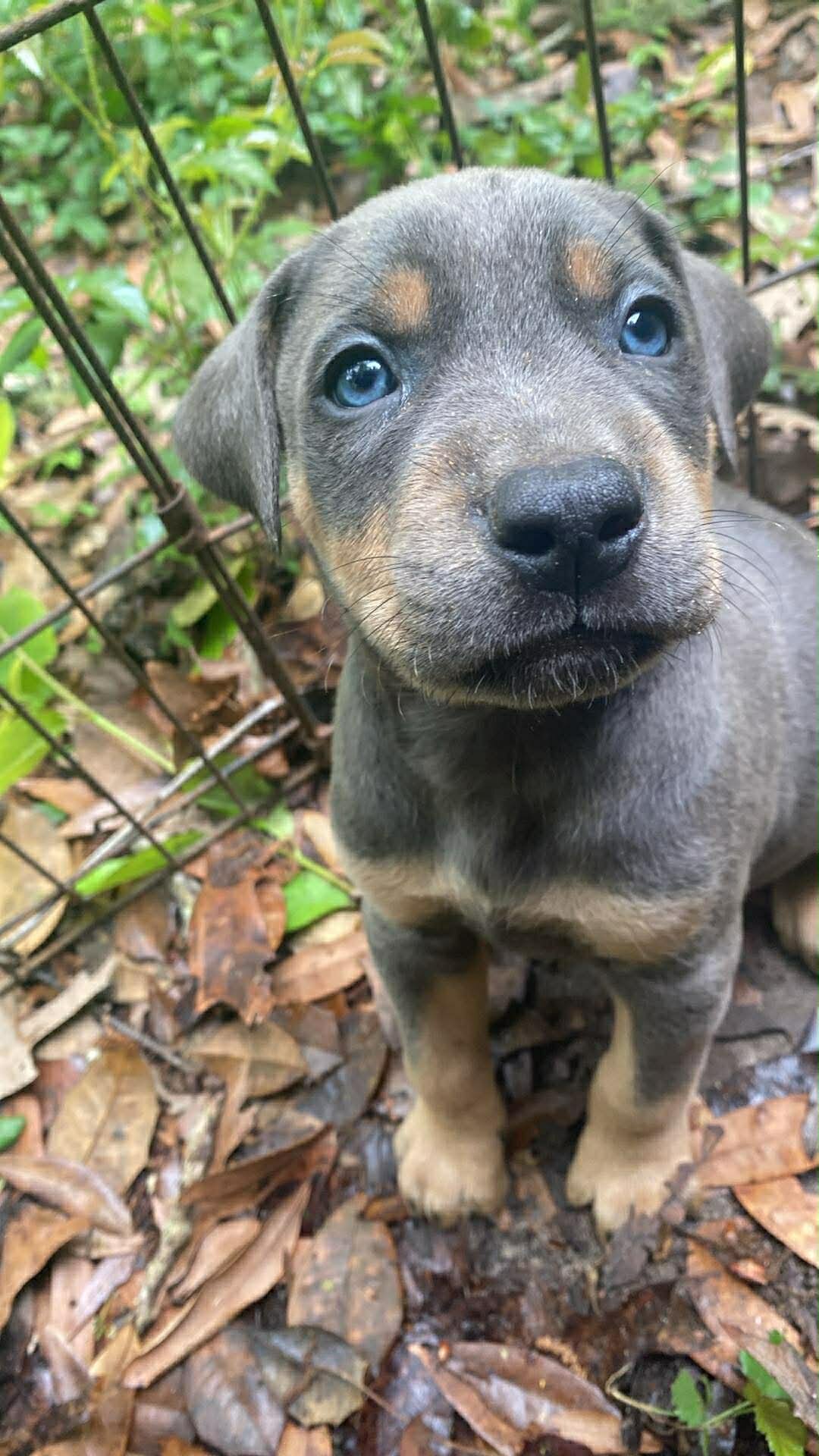 Doberman bully puppies image 3
