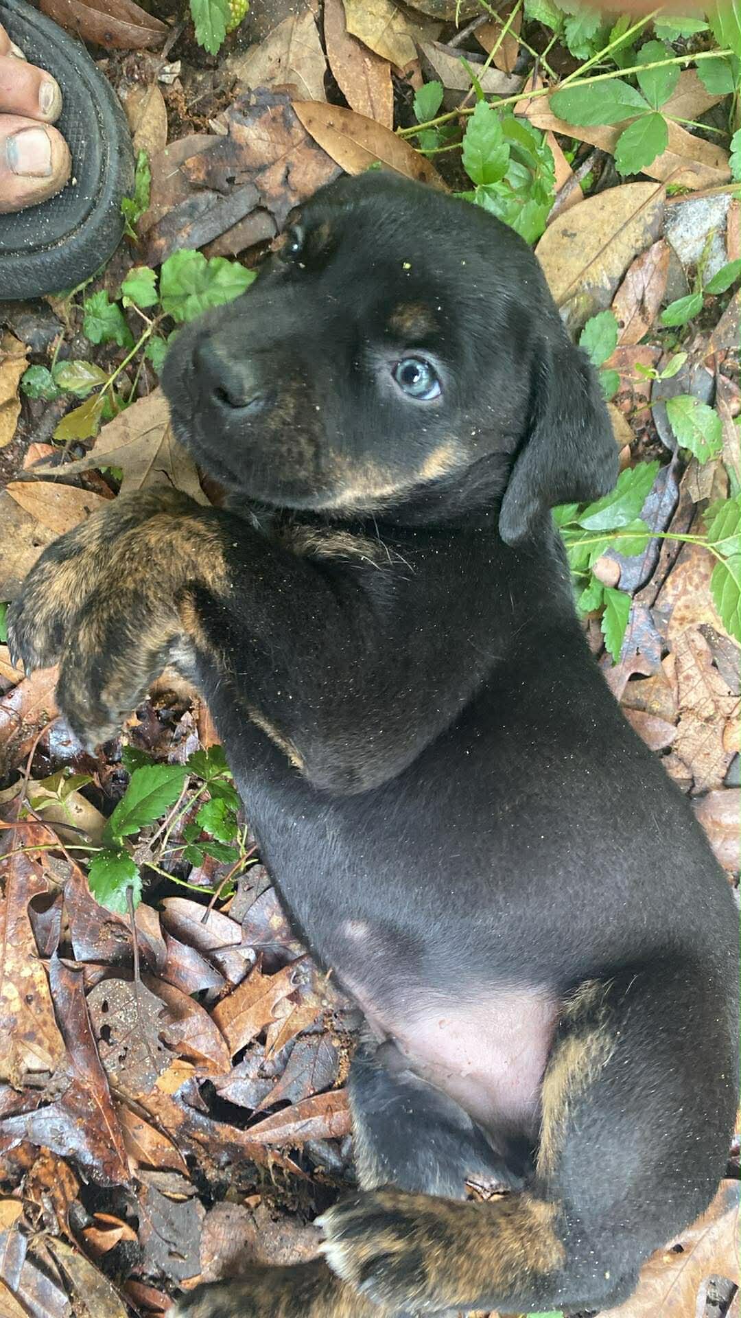 Doberman bully puppies image 4