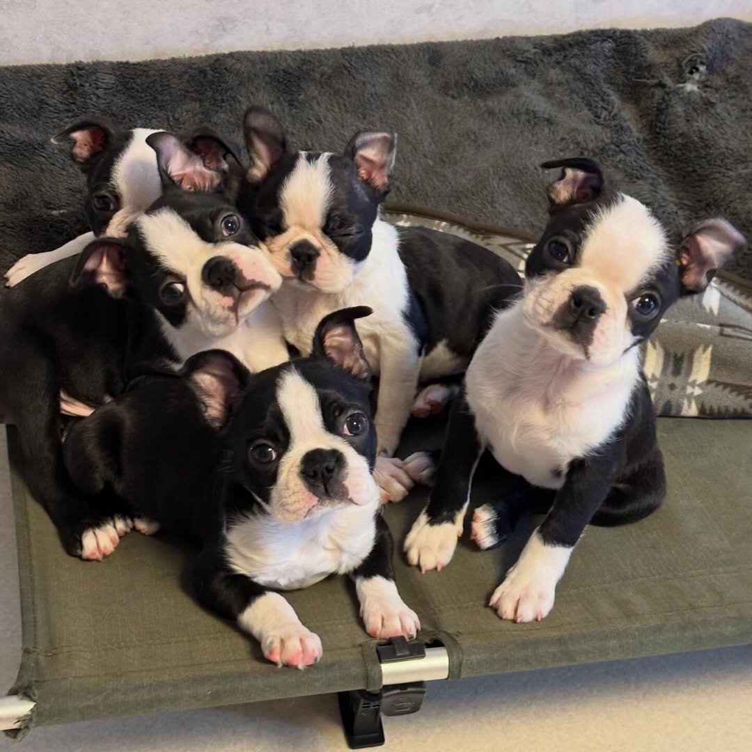 Boston Terrier Puppies for sale image 3