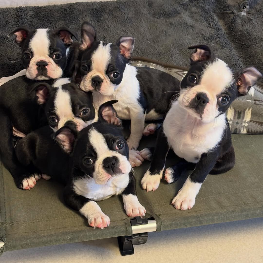 Boston Terrier Puppies for sale image 2