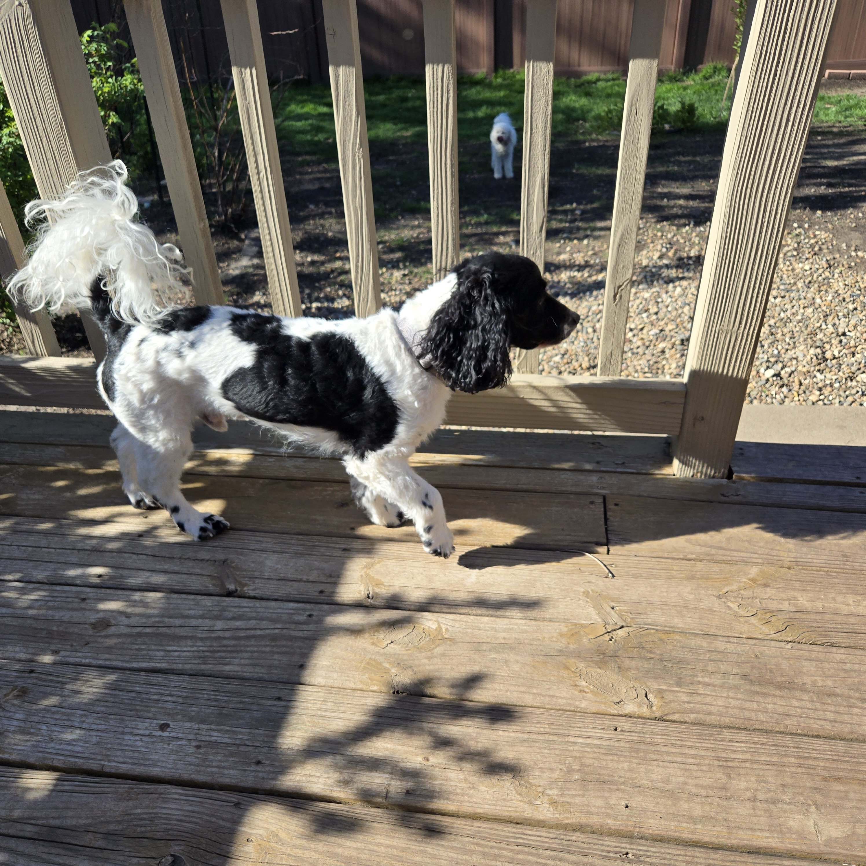 Cockapoo image 2