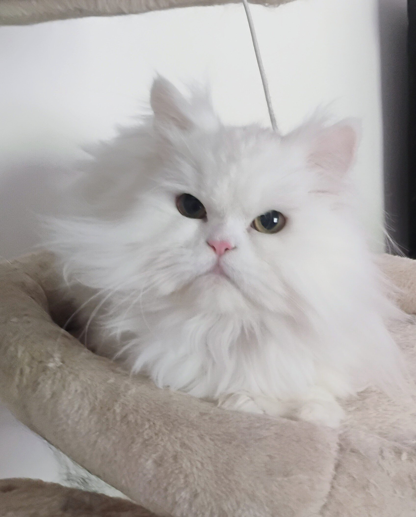 Persian White with very light gren eyes image 3
