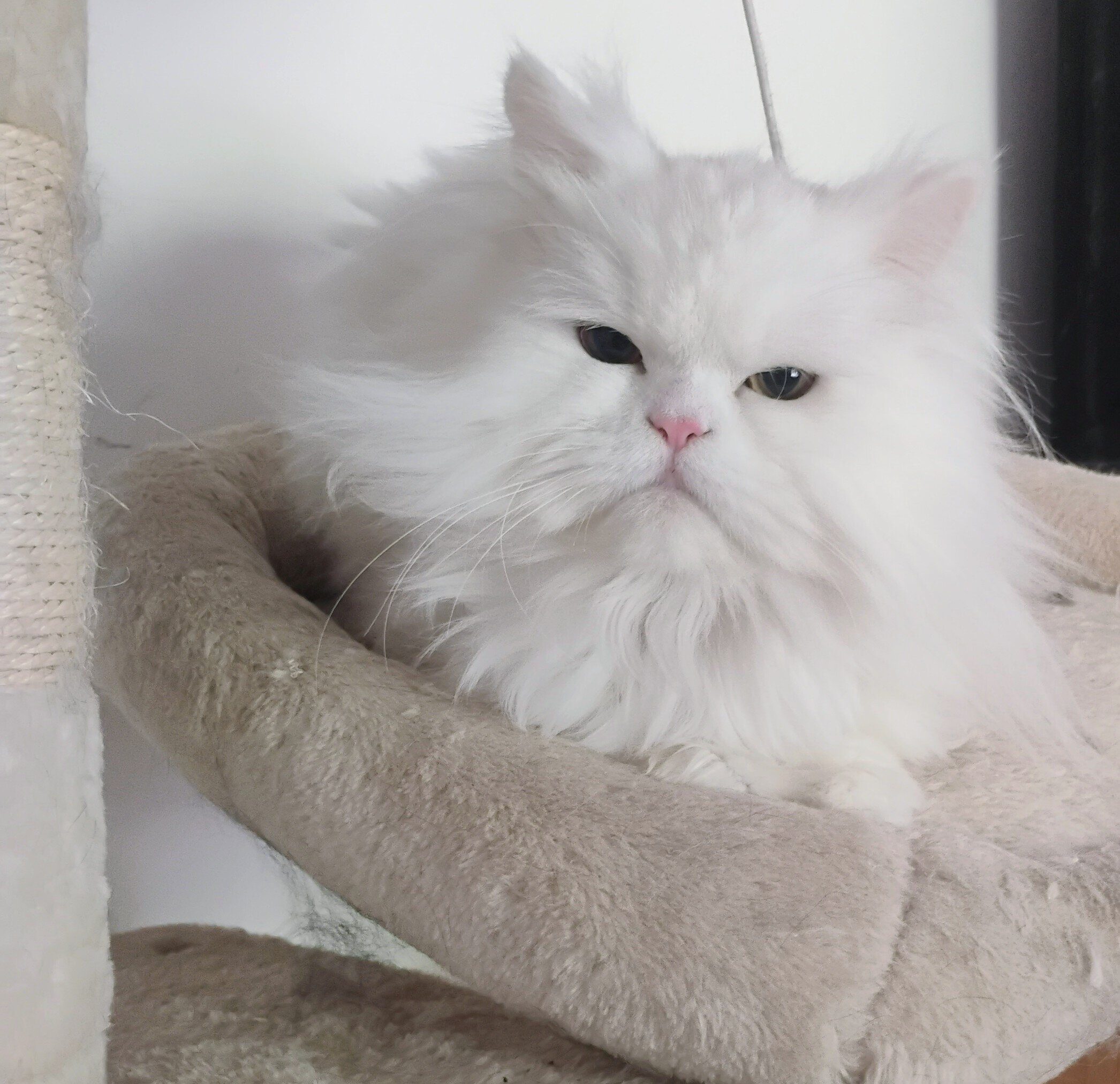 Persian White with very light gren eyes image 4