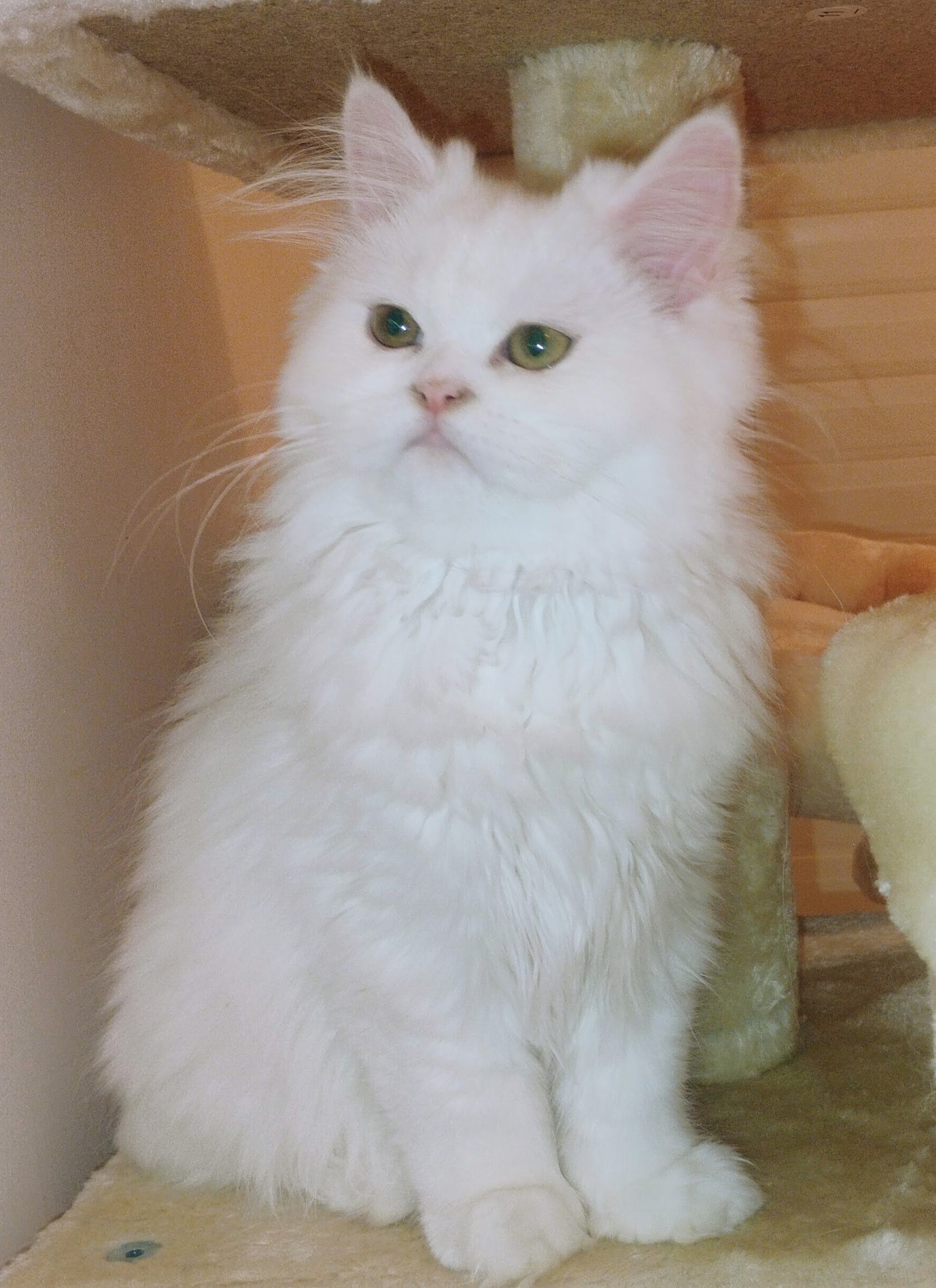 Persian White with very light gren eyes image 1