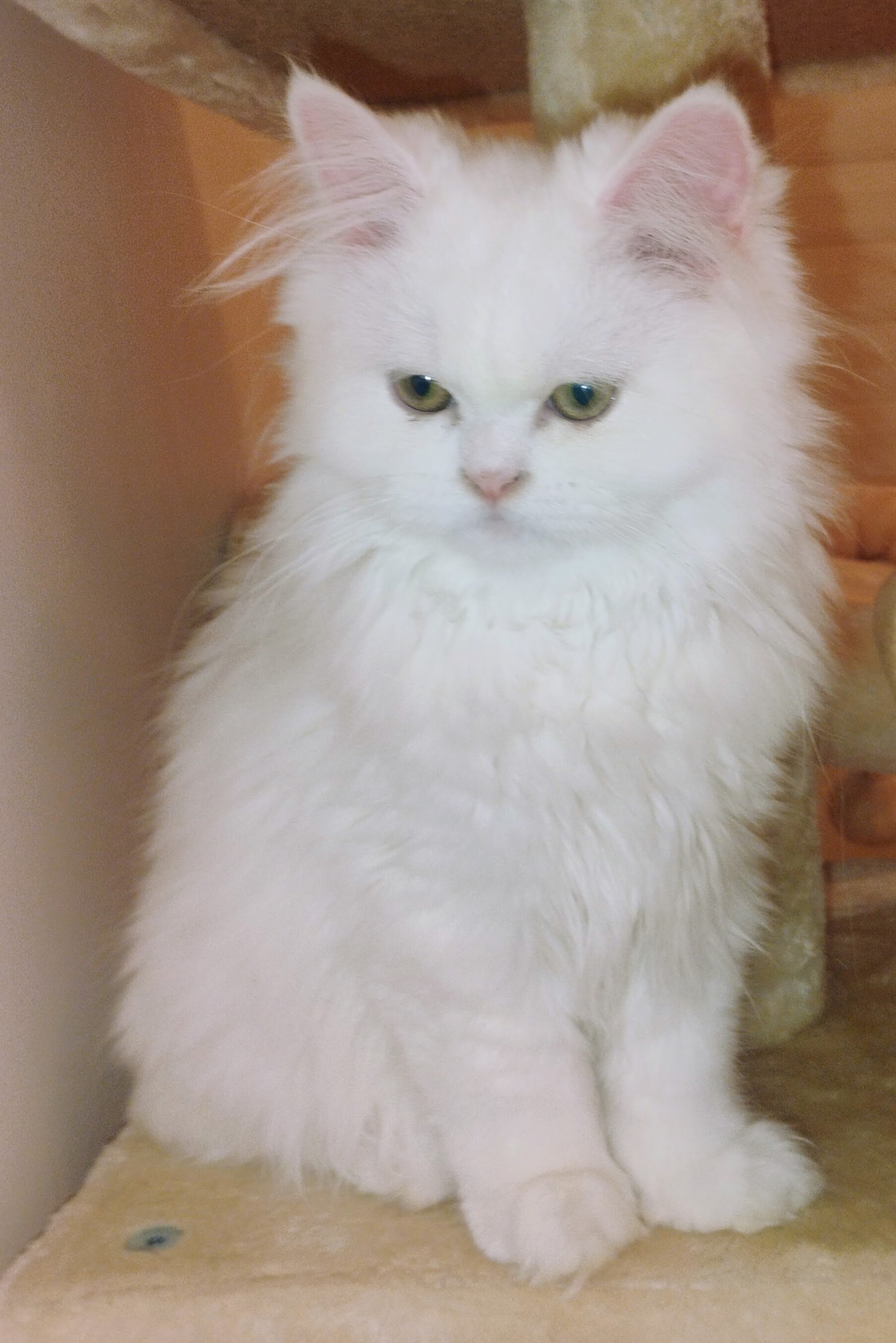 Persian White with very light gren eyes image 2