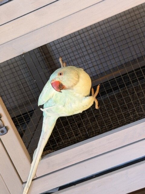 Emerald harlequin Indian ringneck image 3