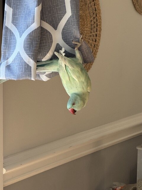 Emerald harlequin Indian ringneck image 1