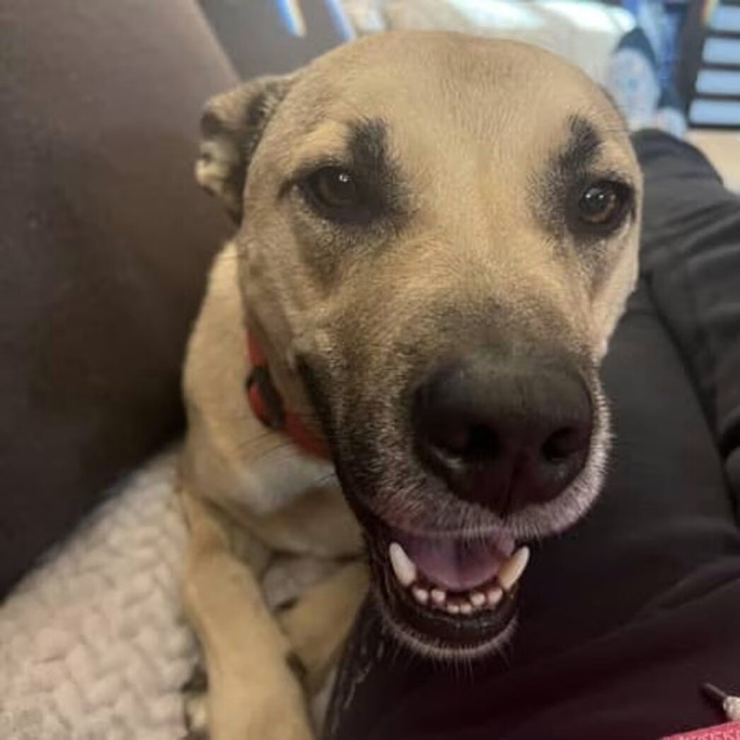 Black Mouth Cur image 4