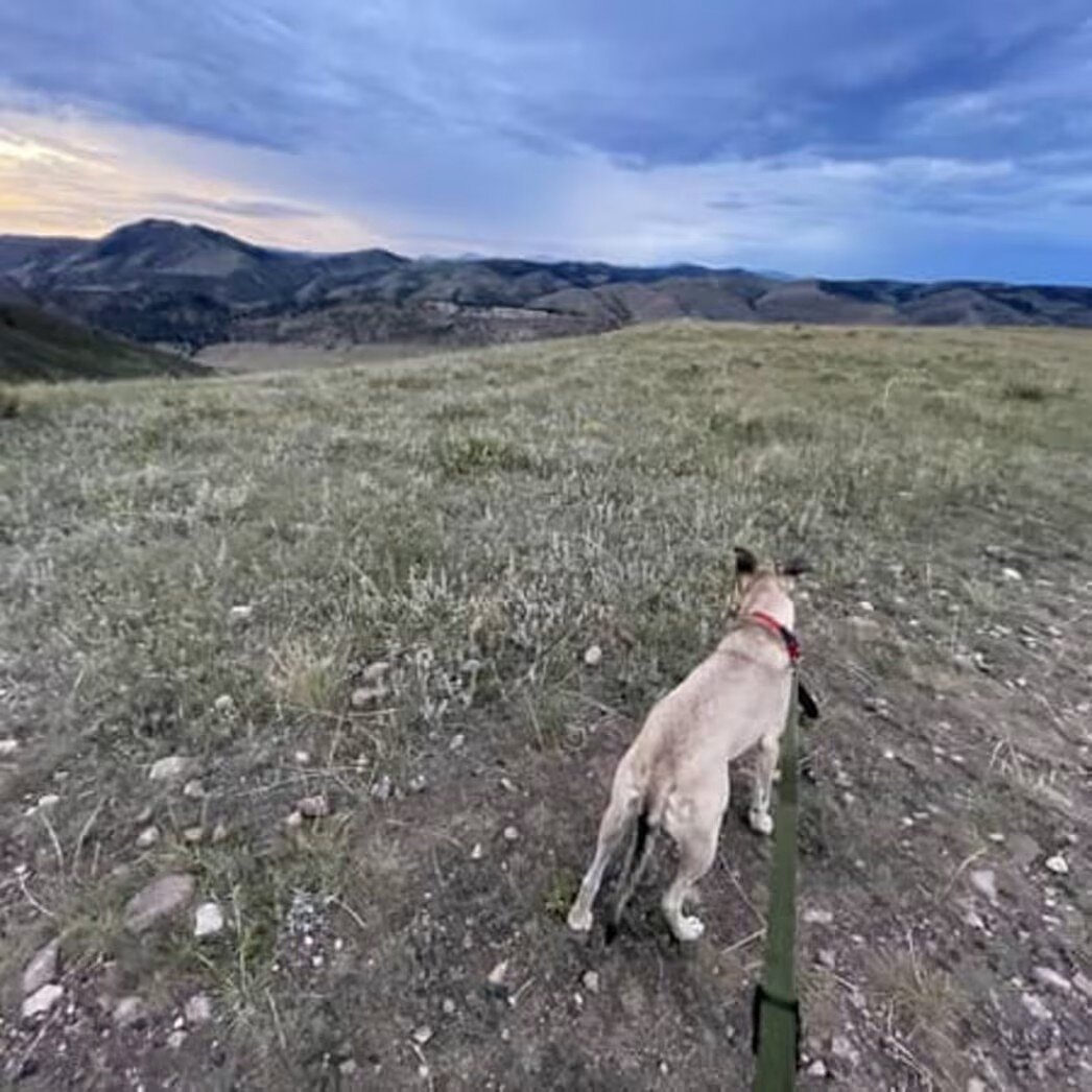 Black Mouth Cur image 3