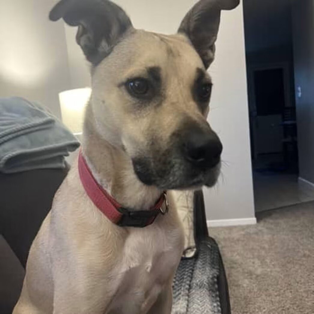 Black Mouth Cur image 2
