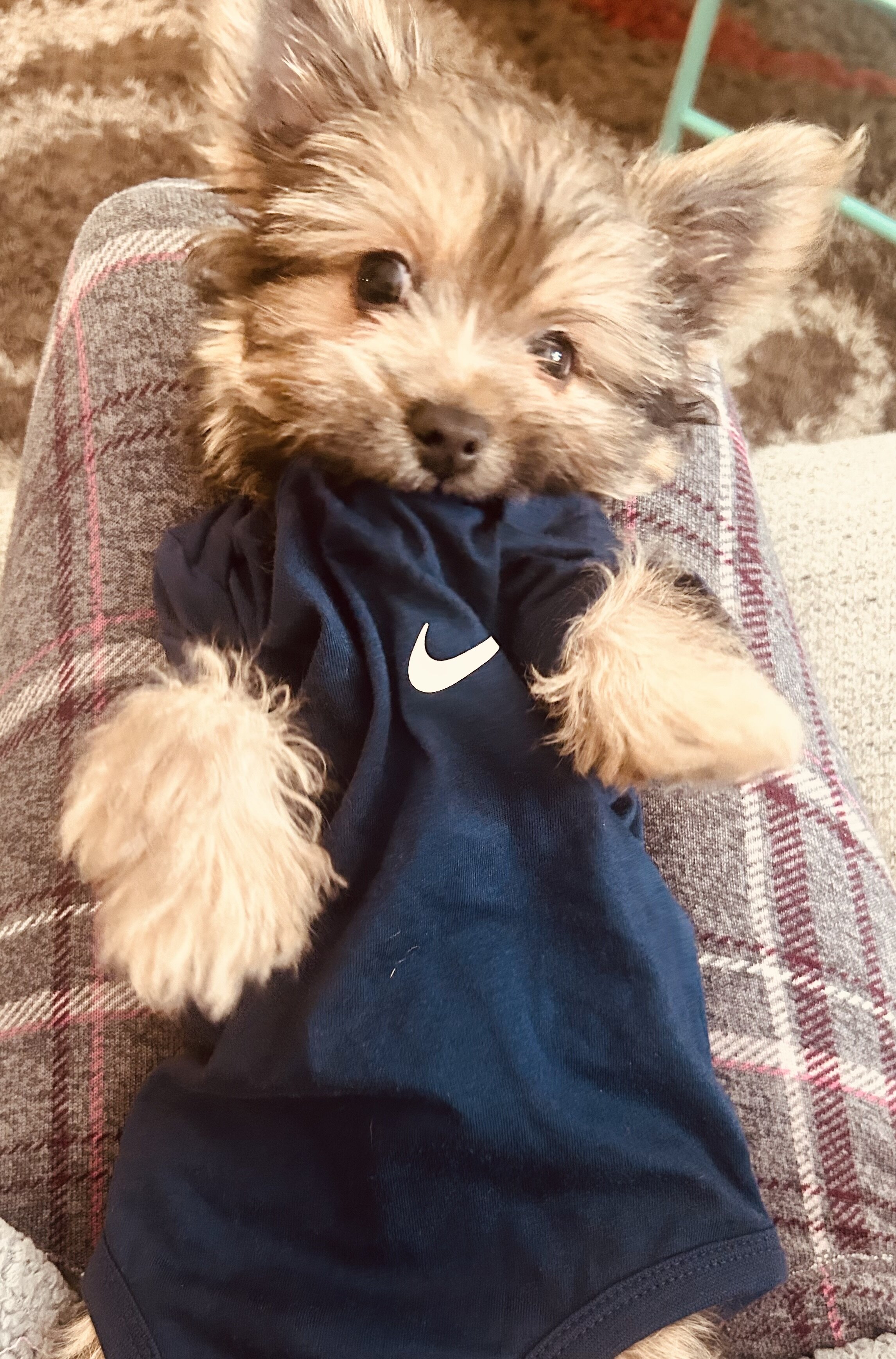 Yorkshire Terrier puppy image 1