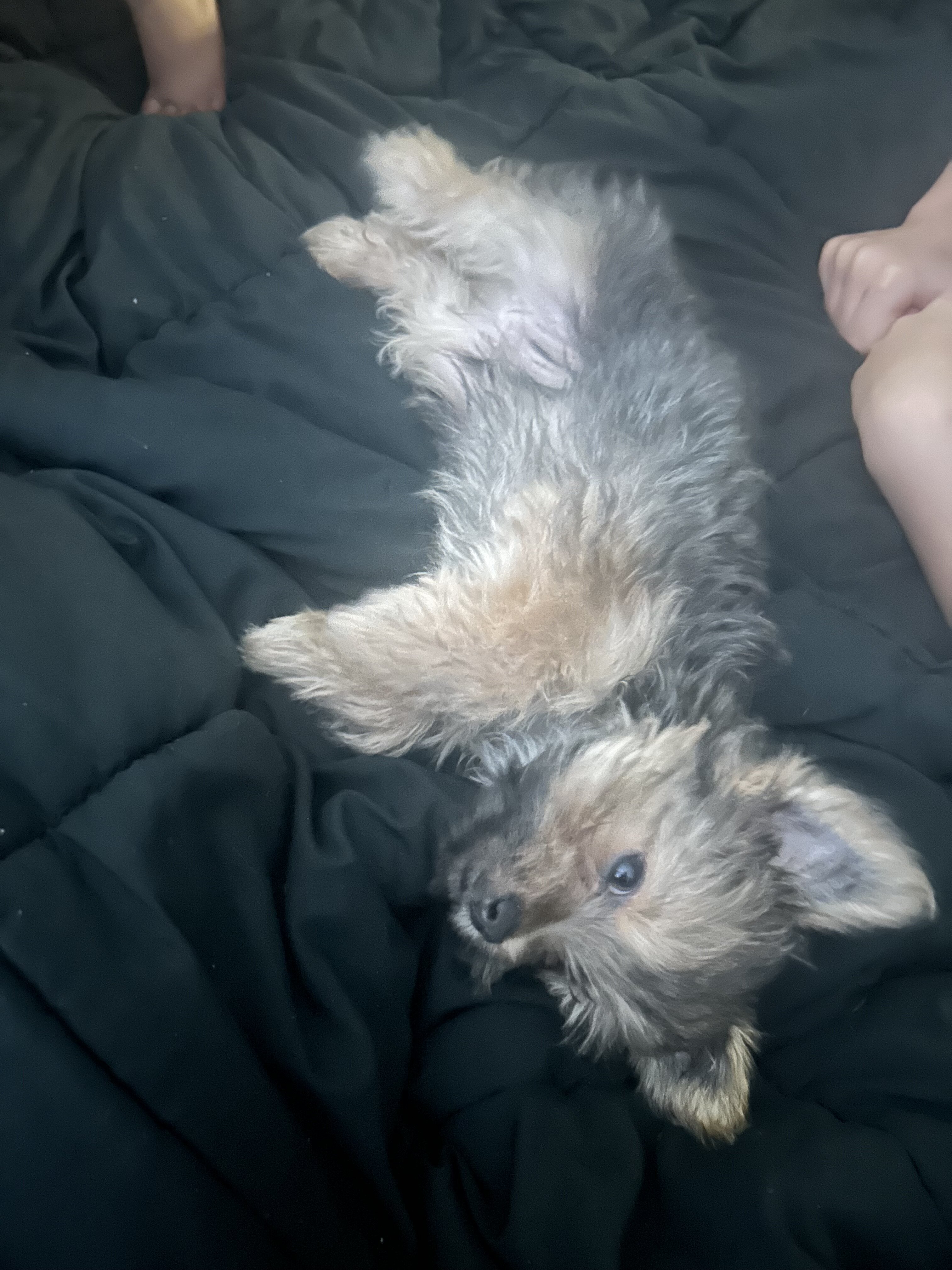 Yorkshire Terrier puppy image 5