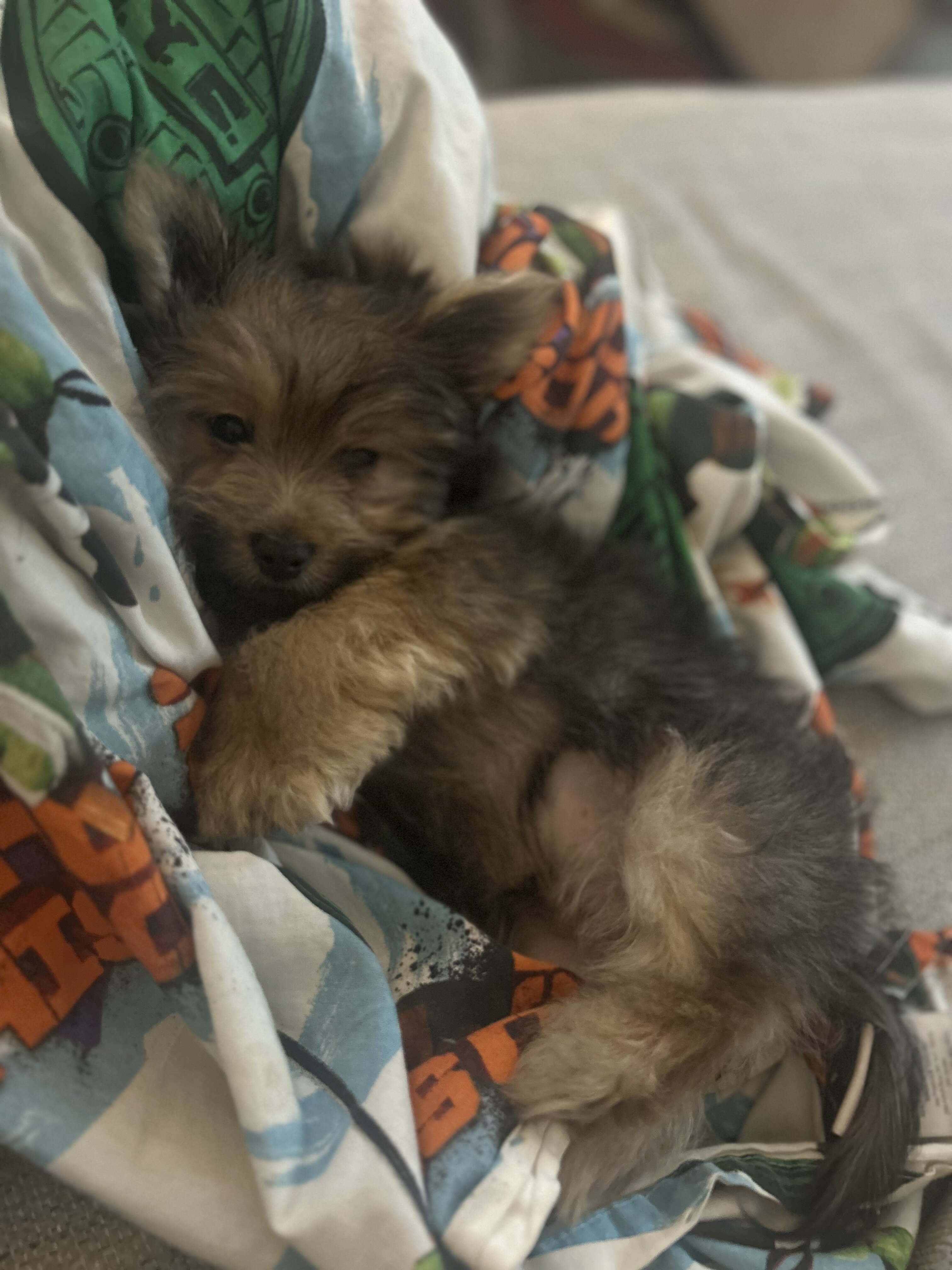 Yorkshire Terrier puppy image 4