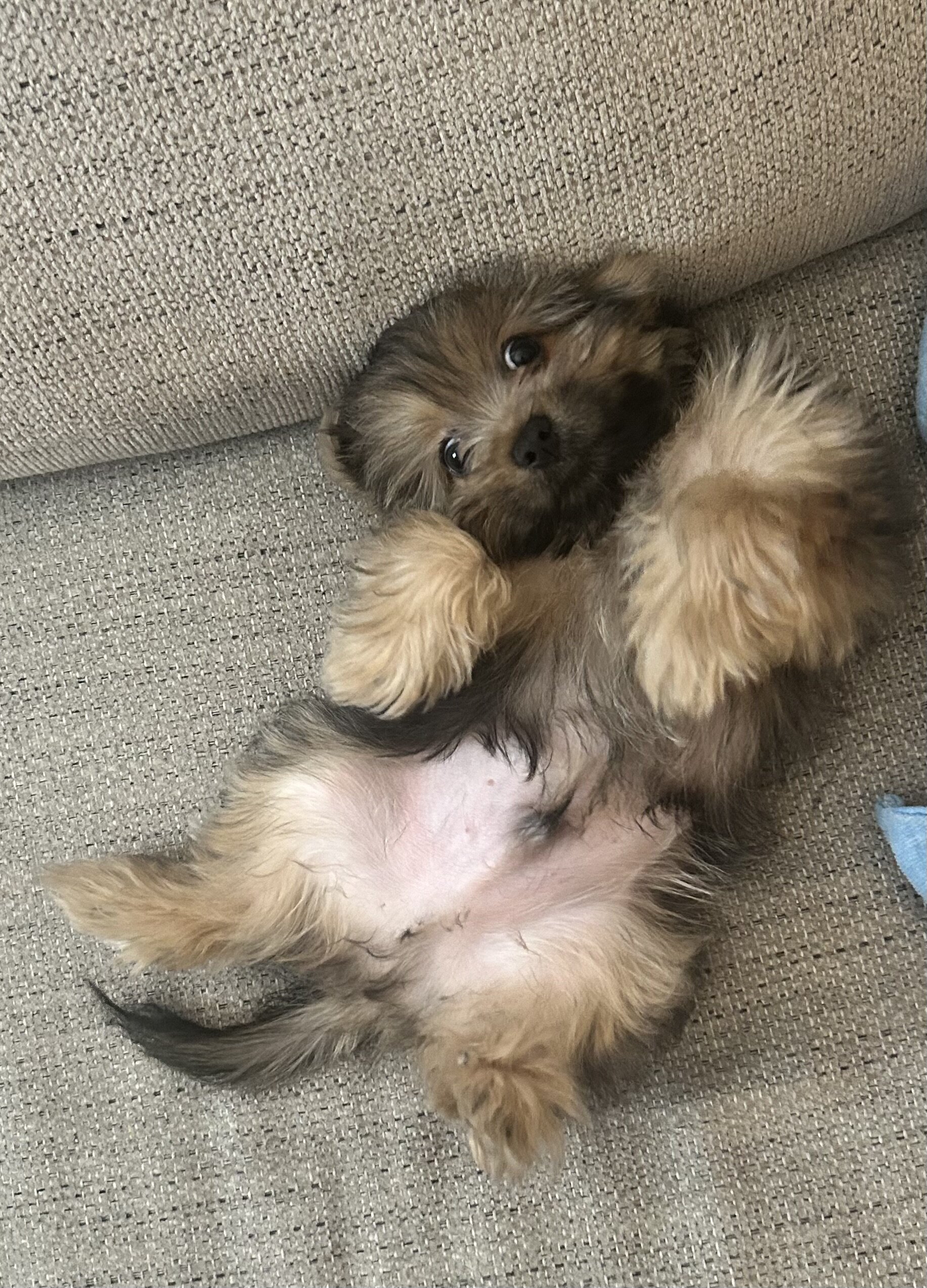 Yorkshire Terrier puppy image 3