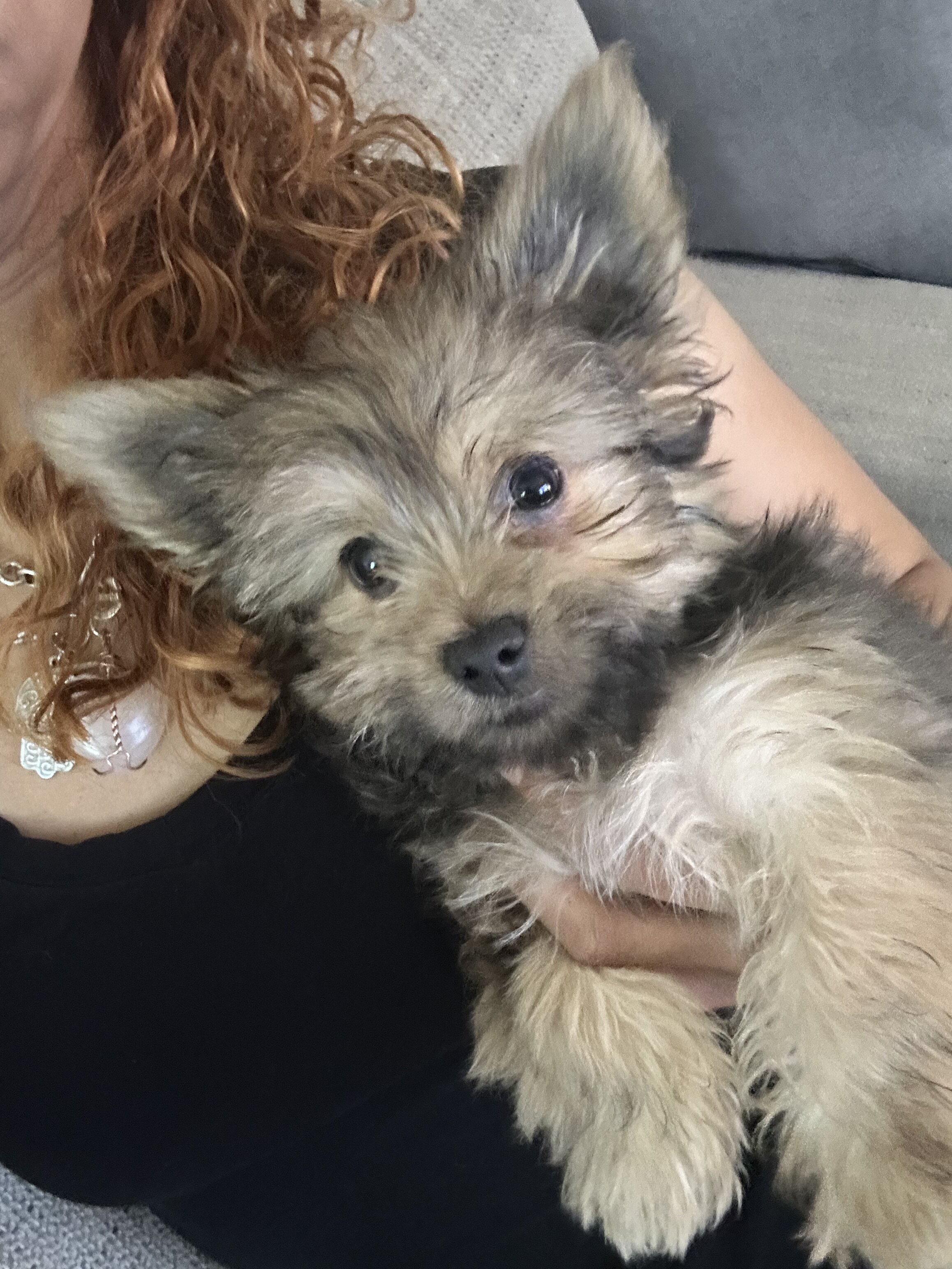 Yorkshire Terrier puppy image 2