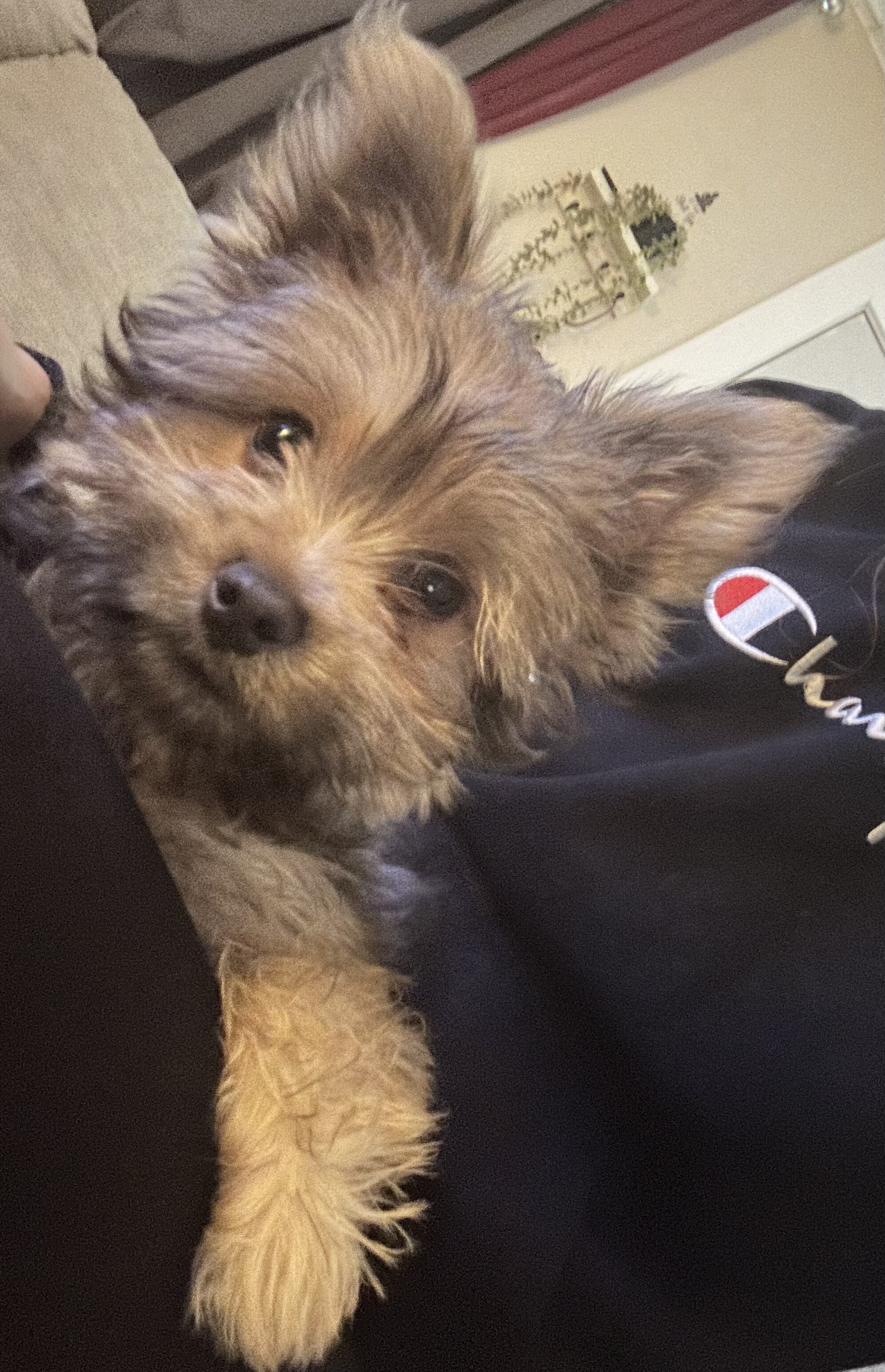 Yorkshire Terrier puppy image 6