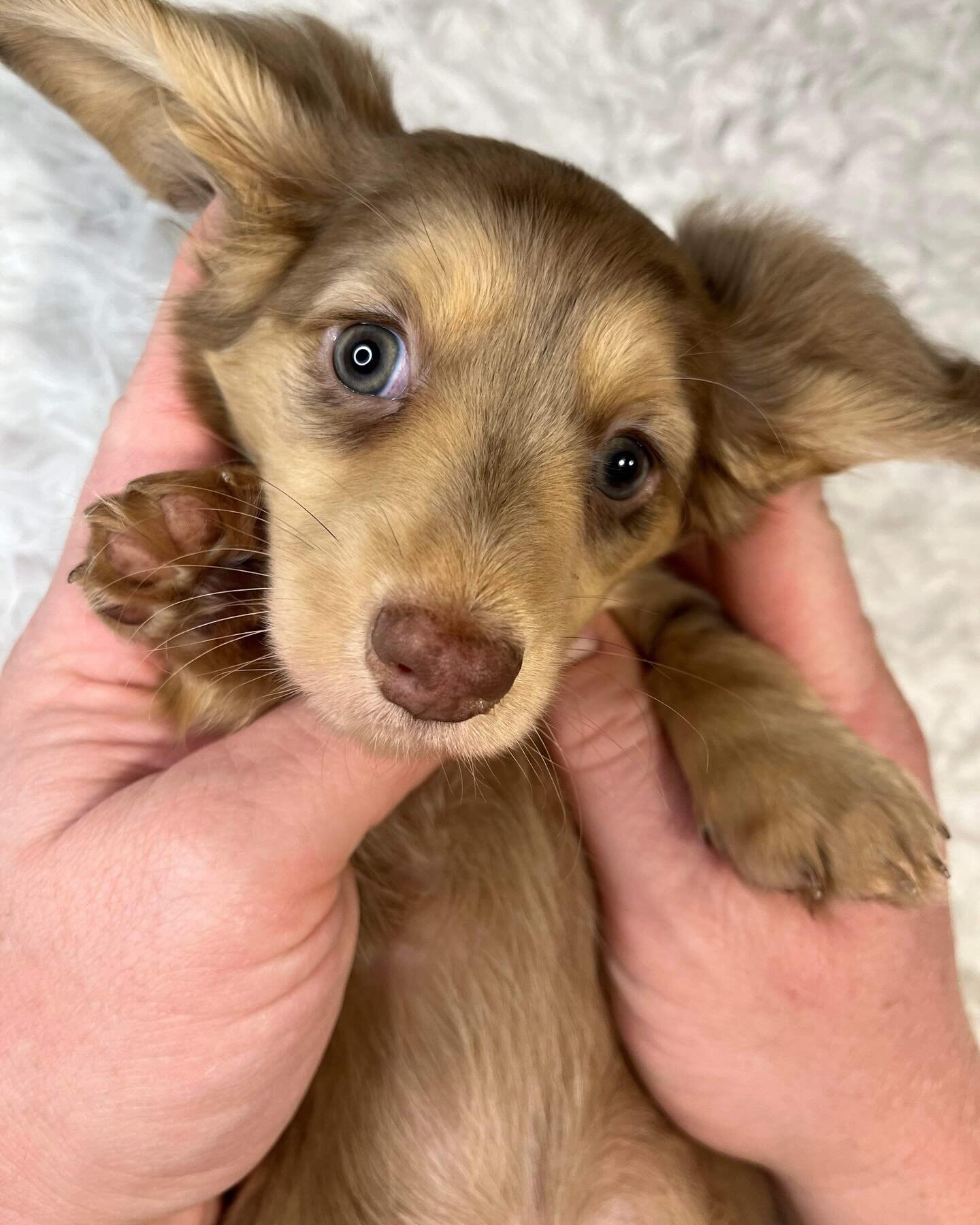 Doxies puppies for sale in image 7