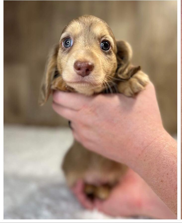 Doxies puppies for sale in image 1