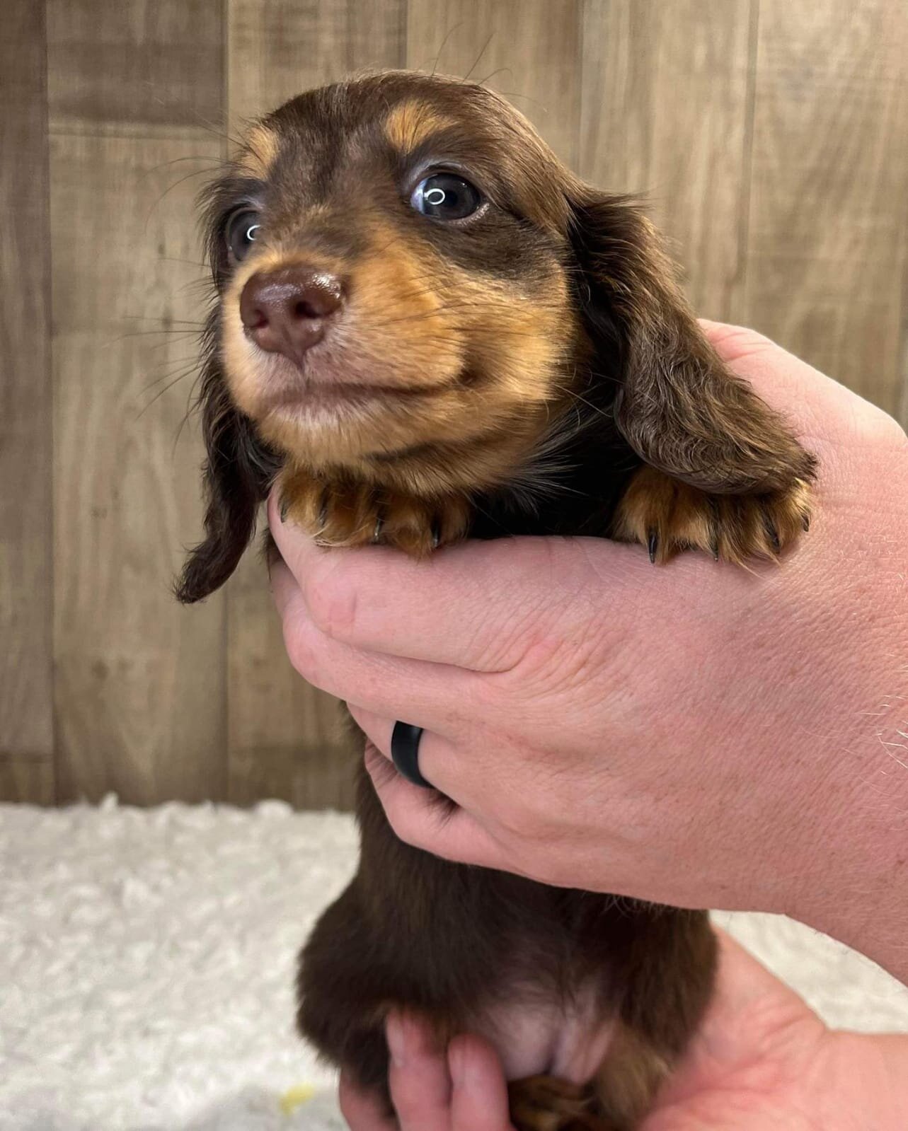 Doxies puppies for sale in image 5