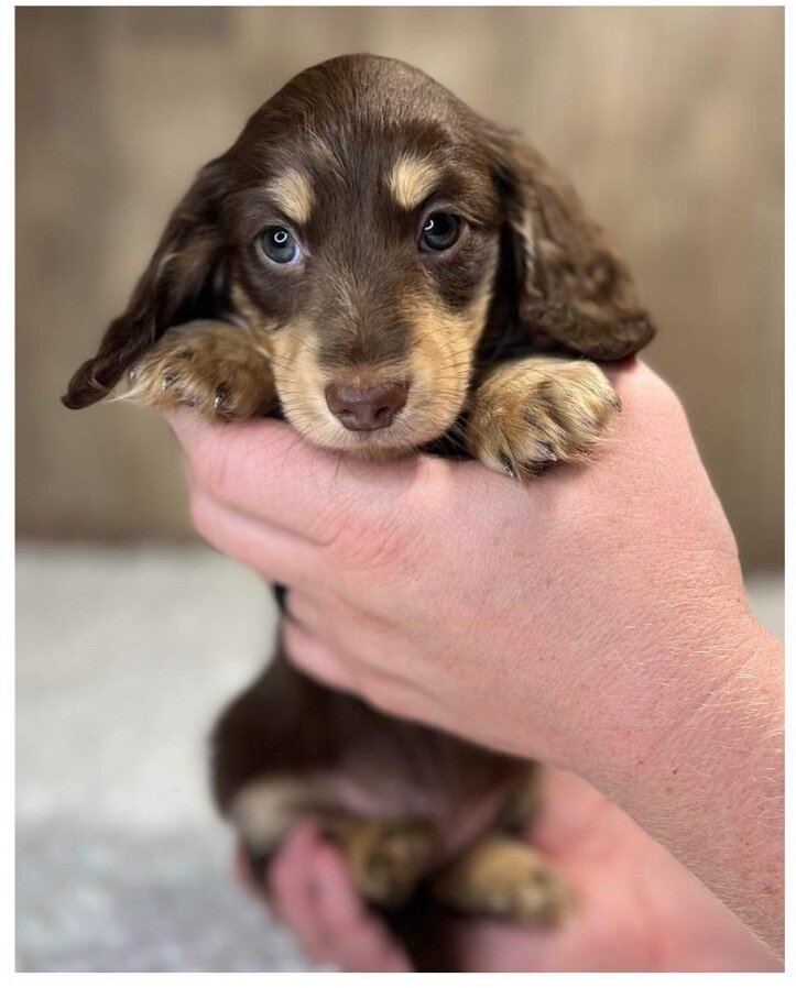 Doxies puppies for sale in image 4