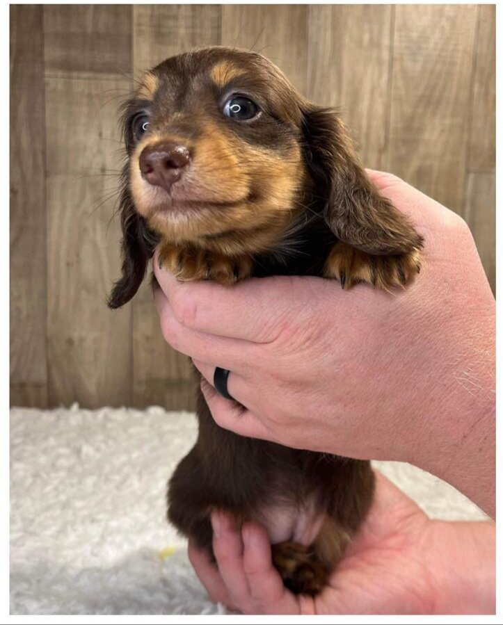 Doxies puppies for sale in image 6