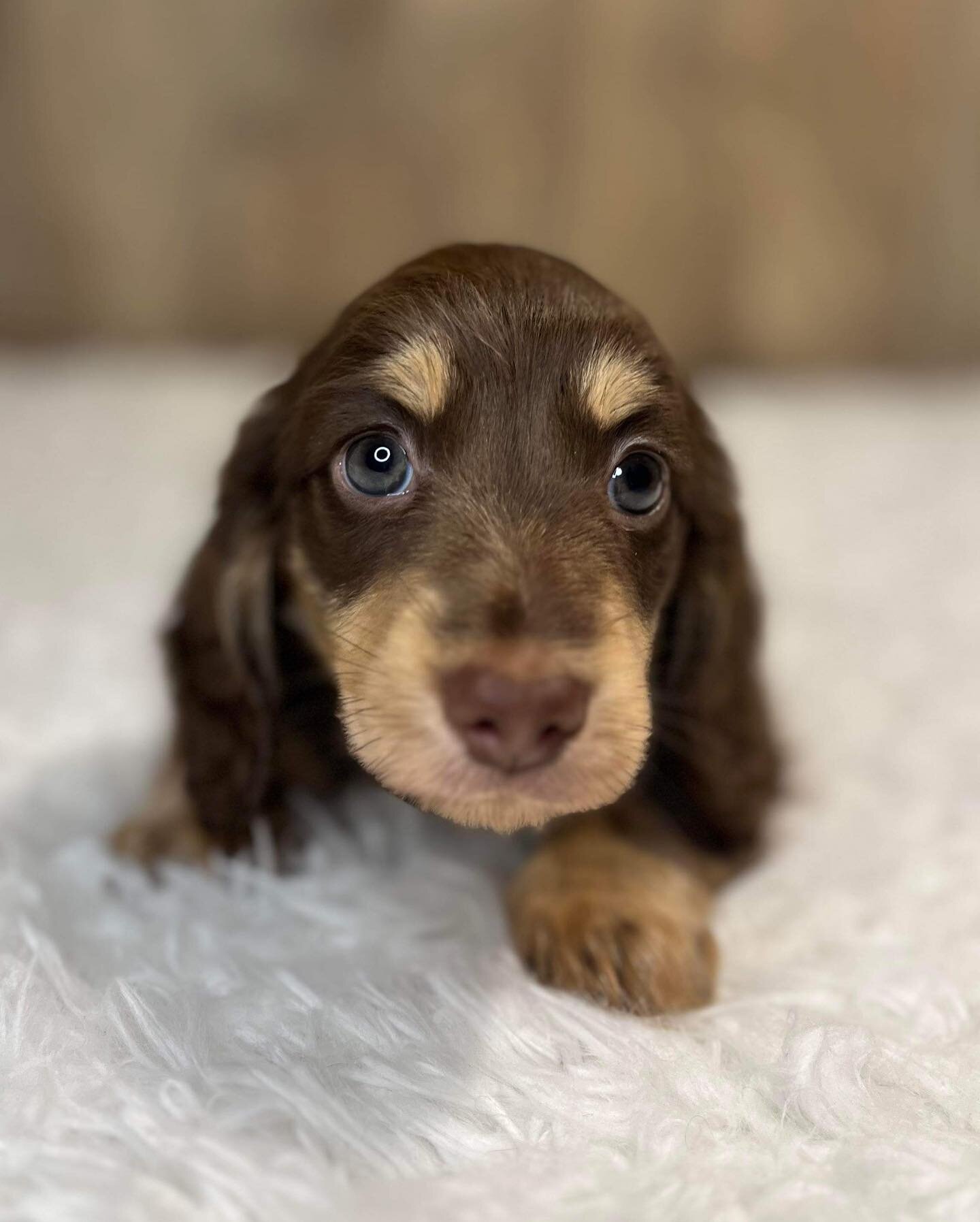 Doxies puppies for sale in image 3
