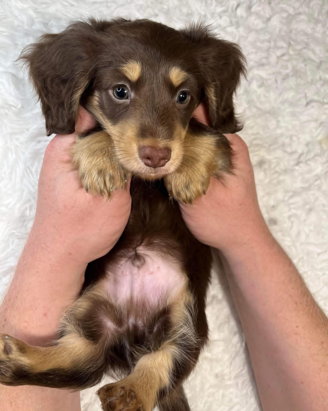 Doxies puppies for sale in image 8