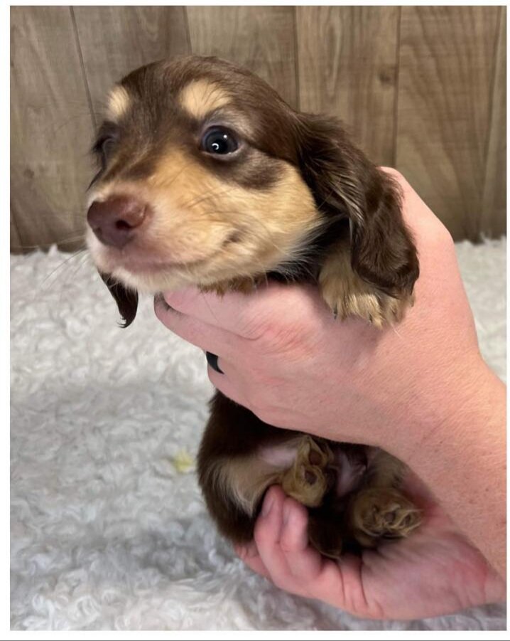 Doxies puppies for sale in image 2