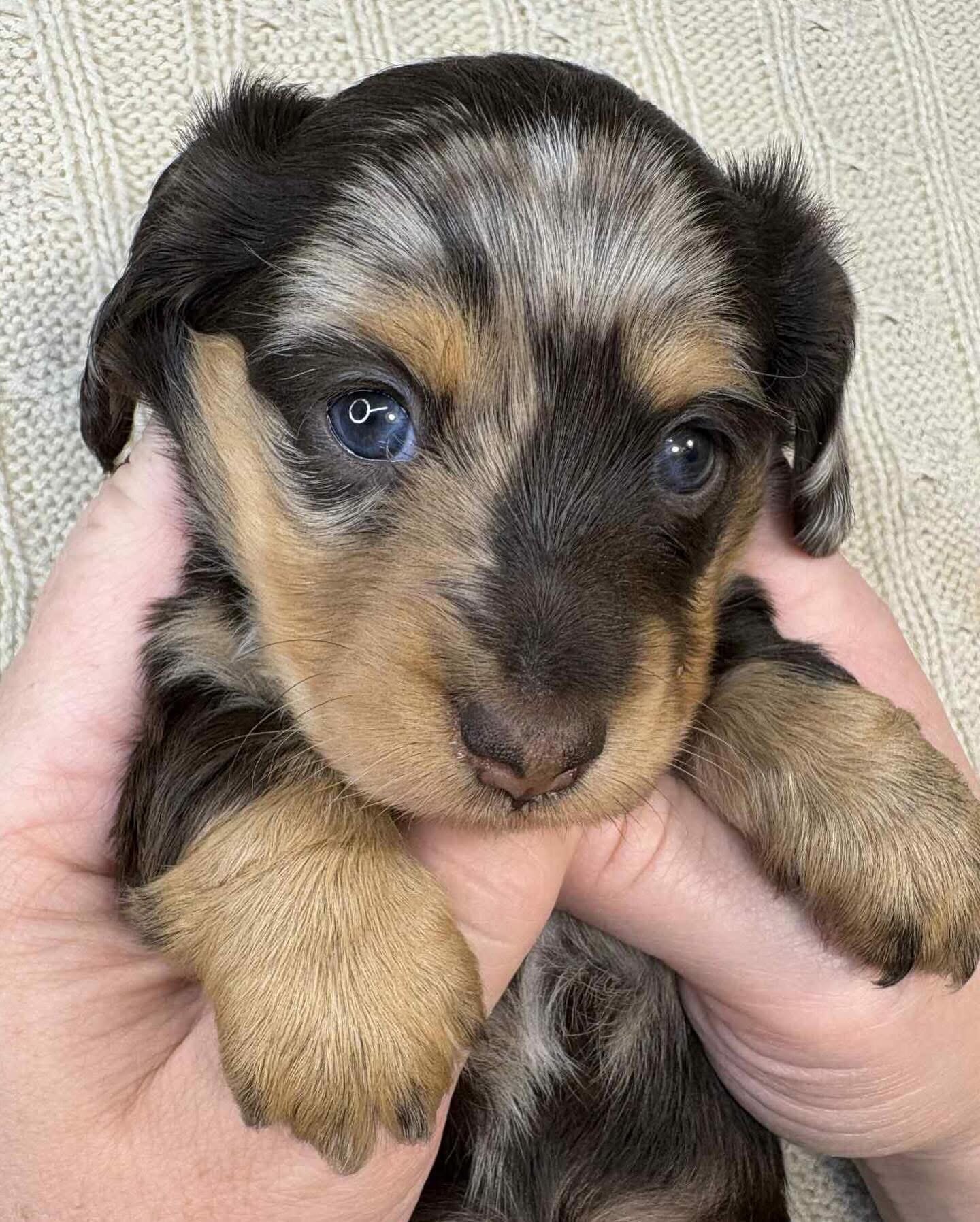 Dachshund puppies for adoption image 6