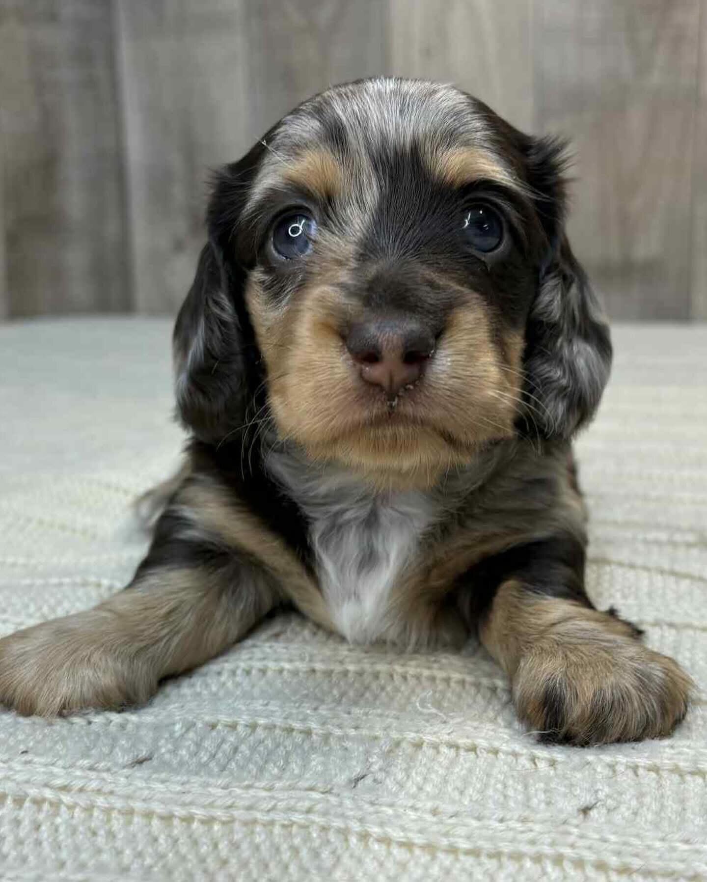 Dachshund puppies for adoption image 7