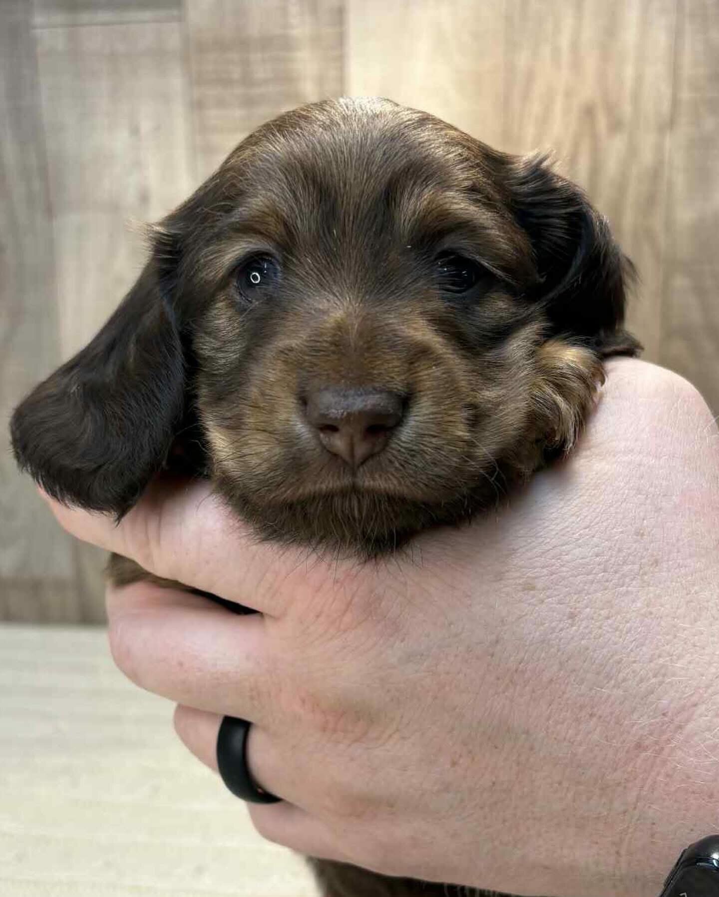 Dachshund puppies for adoption image 8