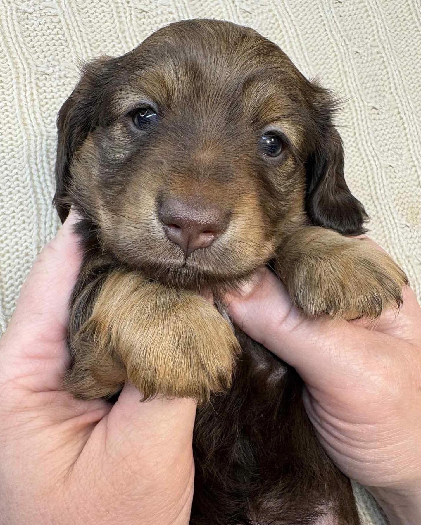 Dachshund puppies for adoption image 9