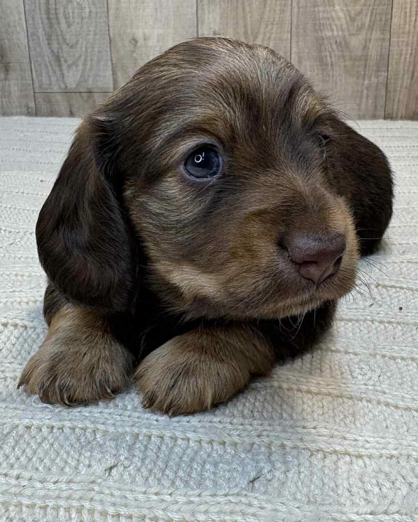 Dachshund puppies for adoption image 10