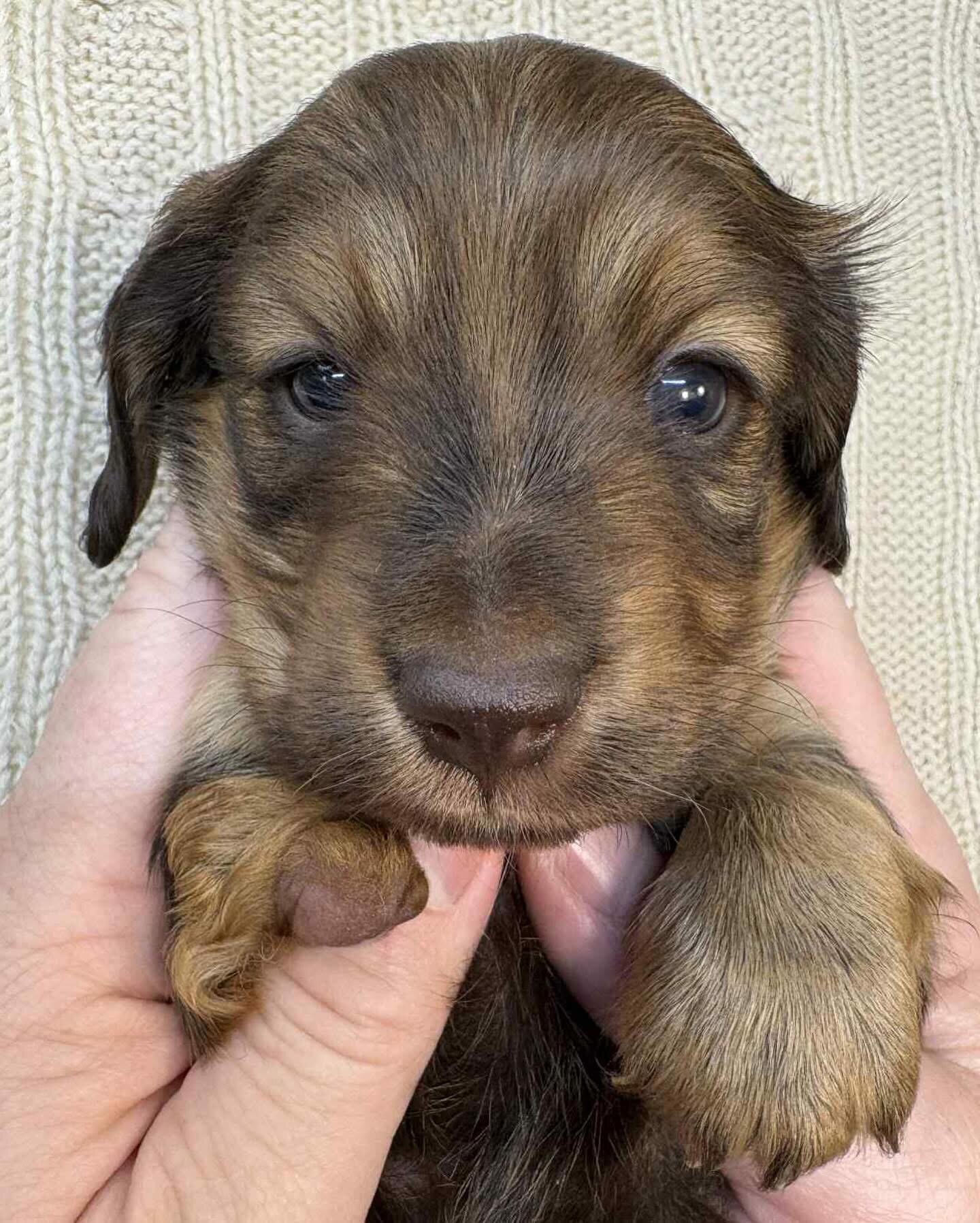Dachshund puppies for adoption image 5
