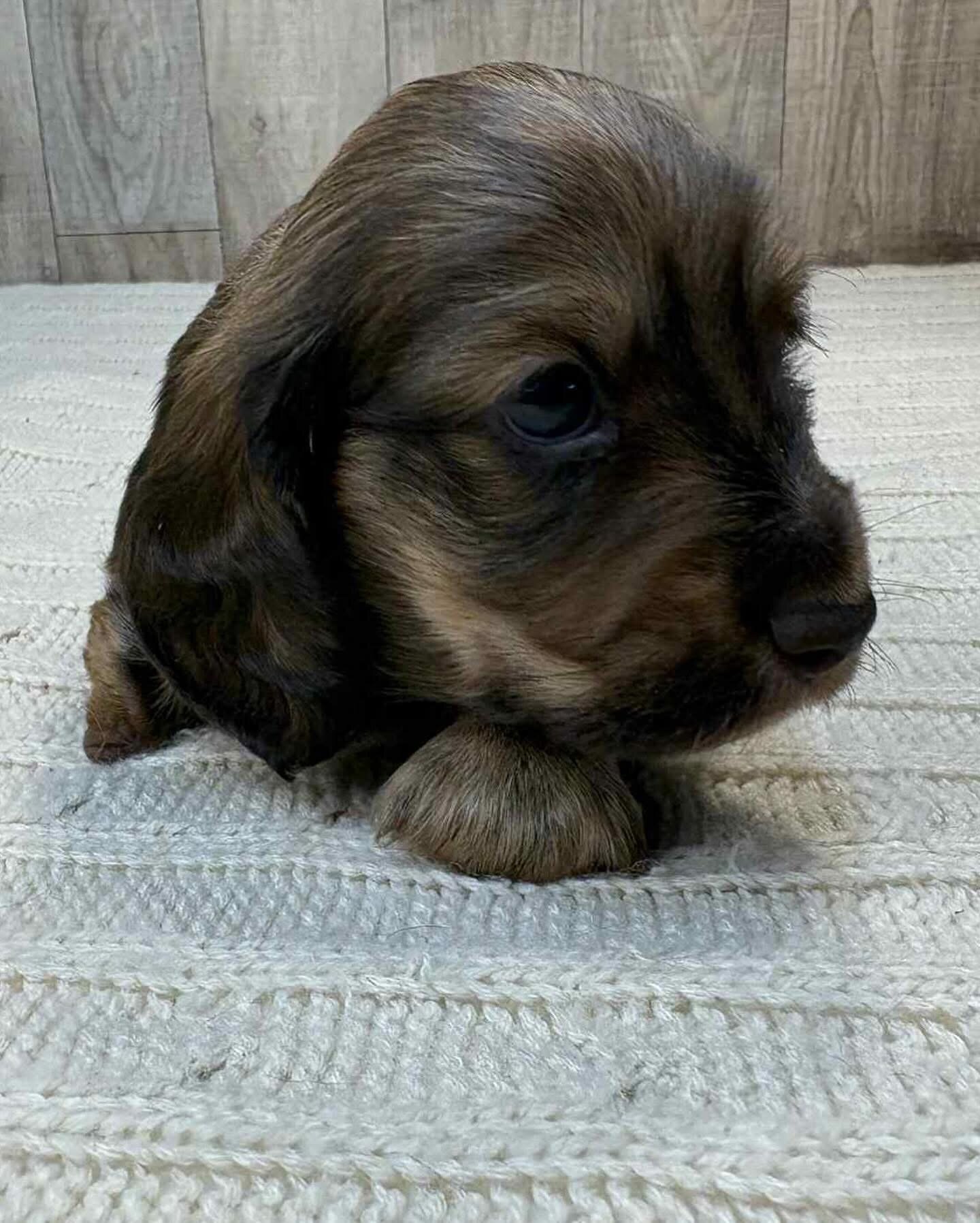 Dachshund puppies for adoption image 4