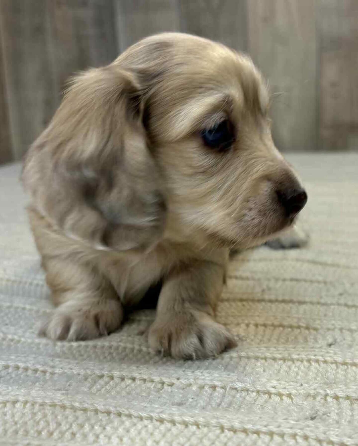 Dachshund puppies for adoption image 2