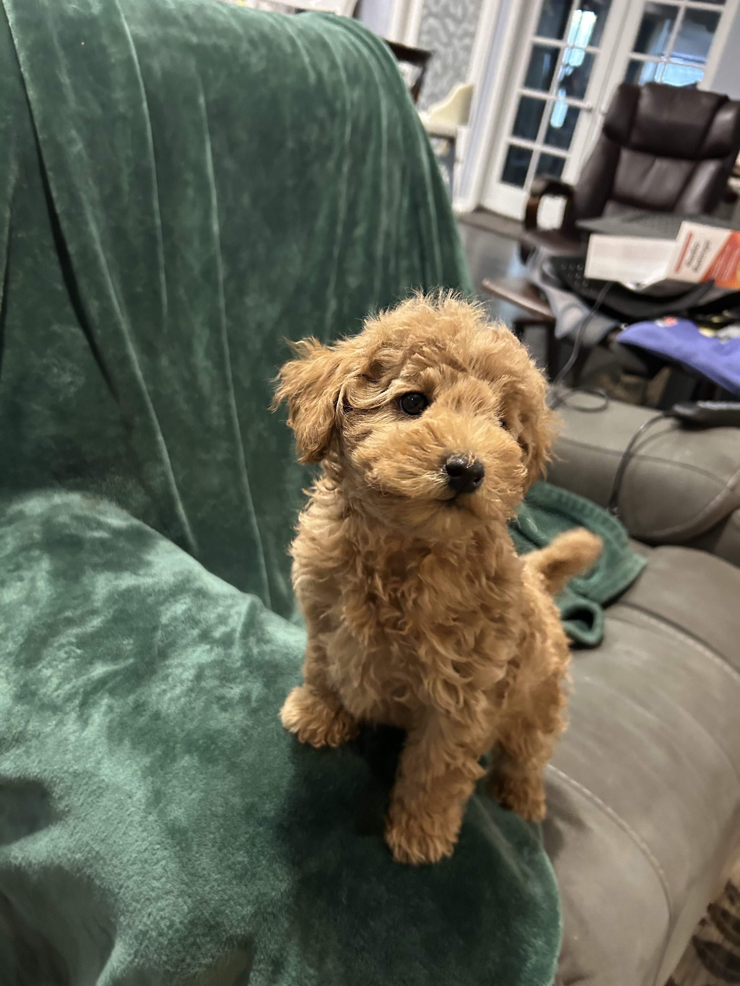 AKC Toy Poodle image 2