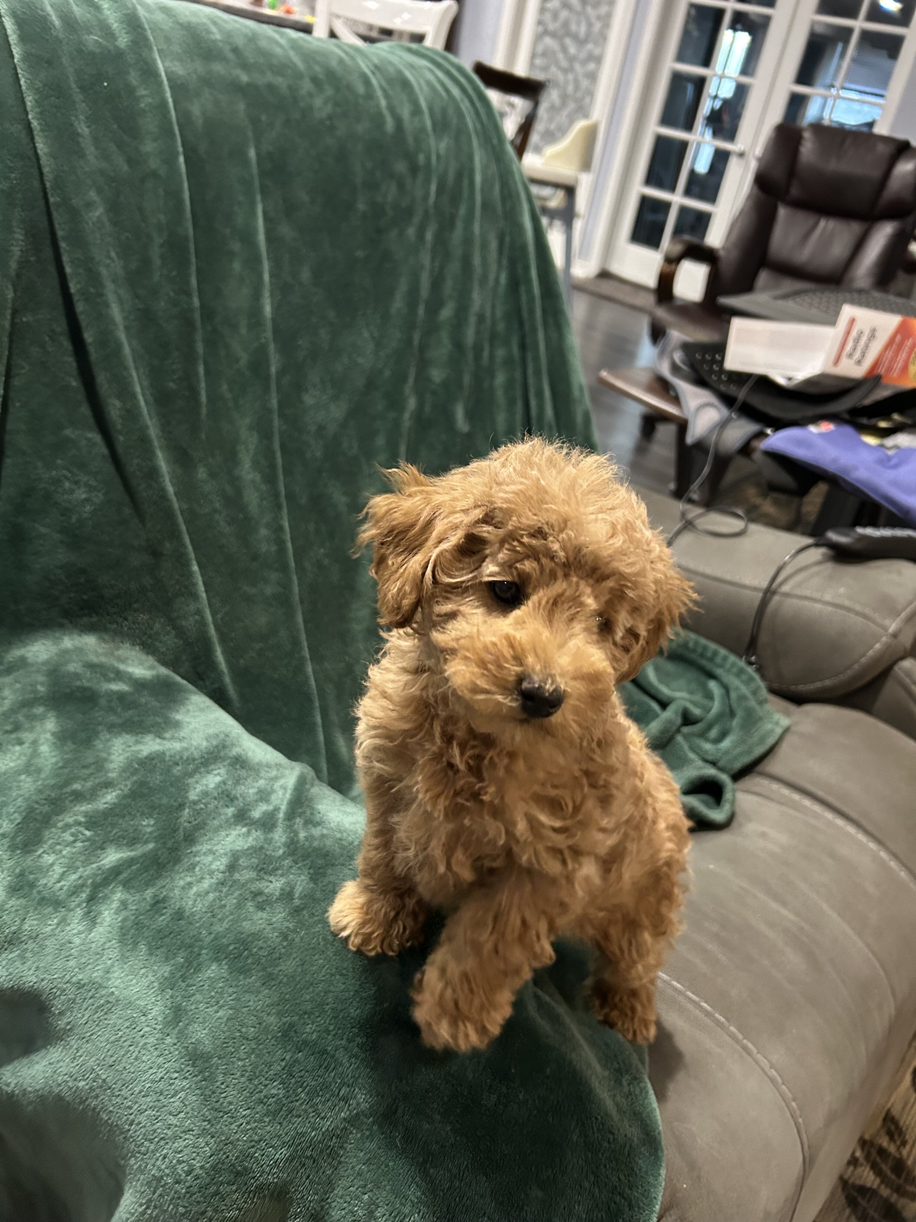 AKC Toy Poodle image 1
