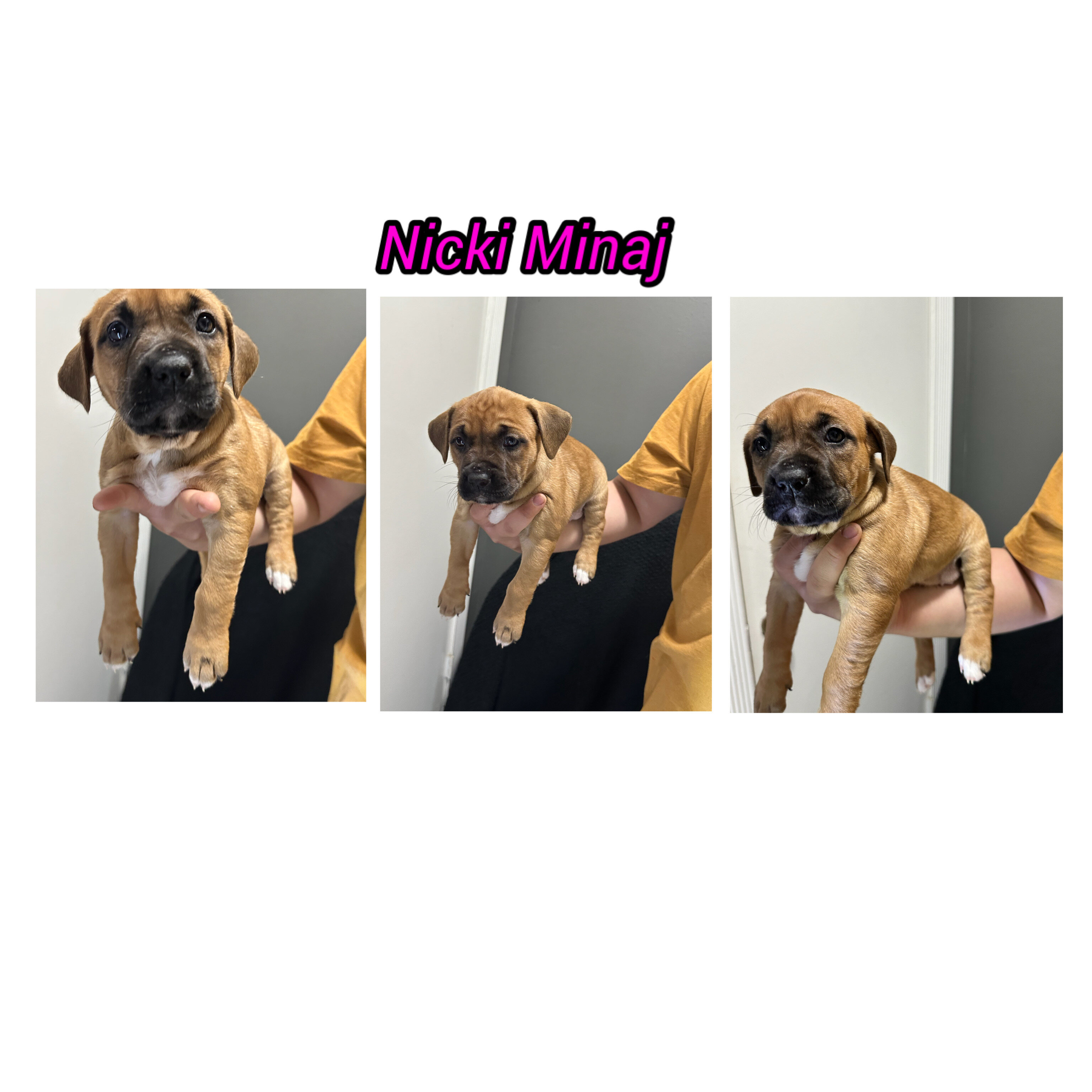 Pitbull cane corso puppies image 6