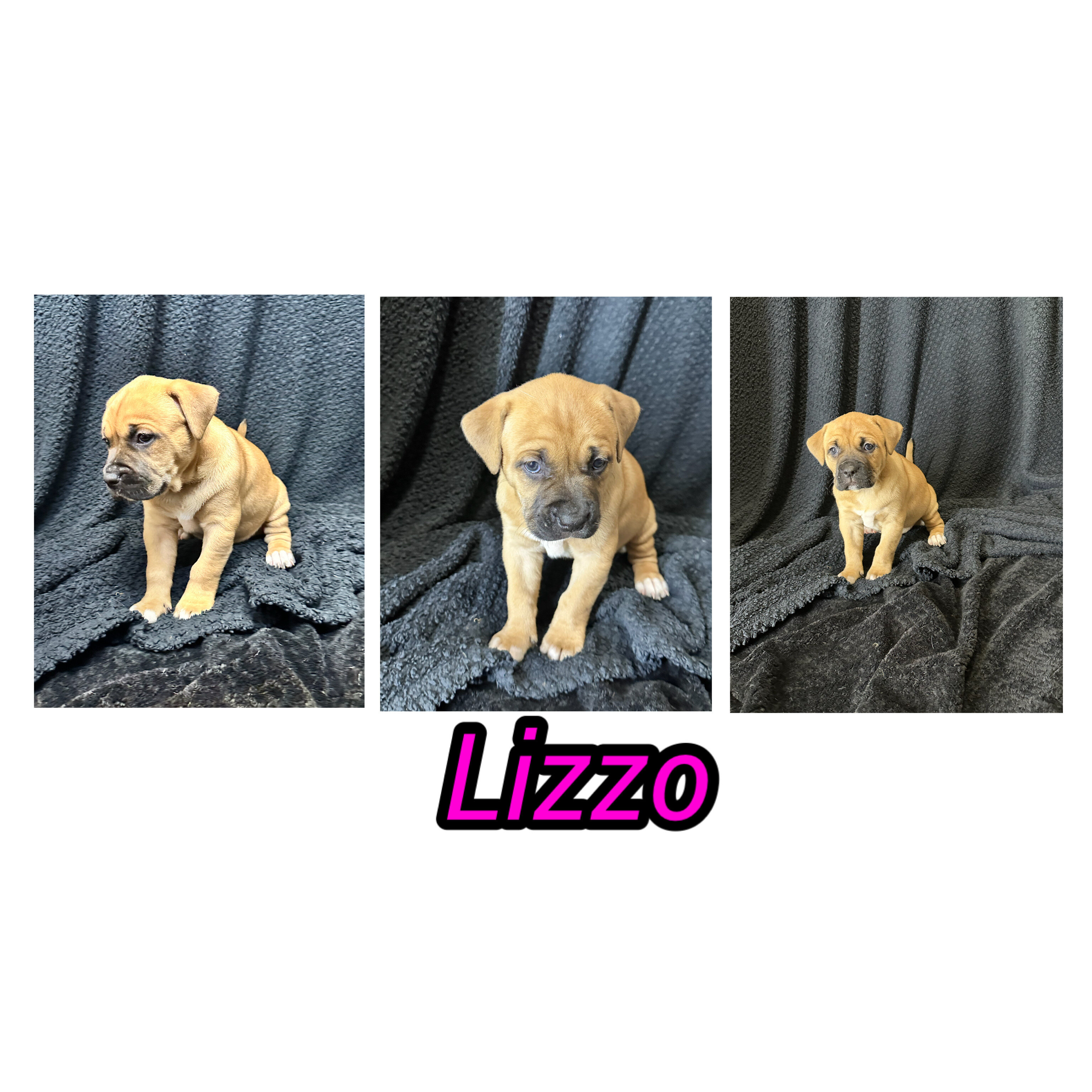 Pitbull cane corso puppies image 5