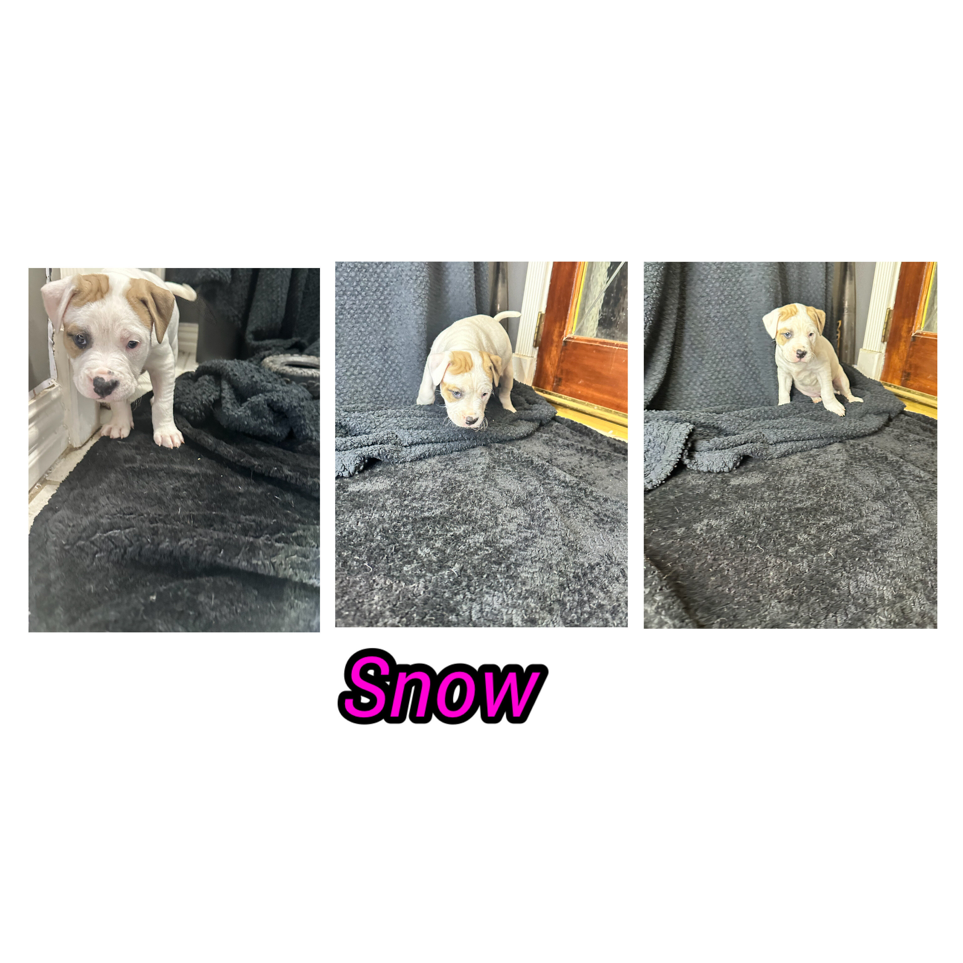 Pitbull cane corso puppies image 4