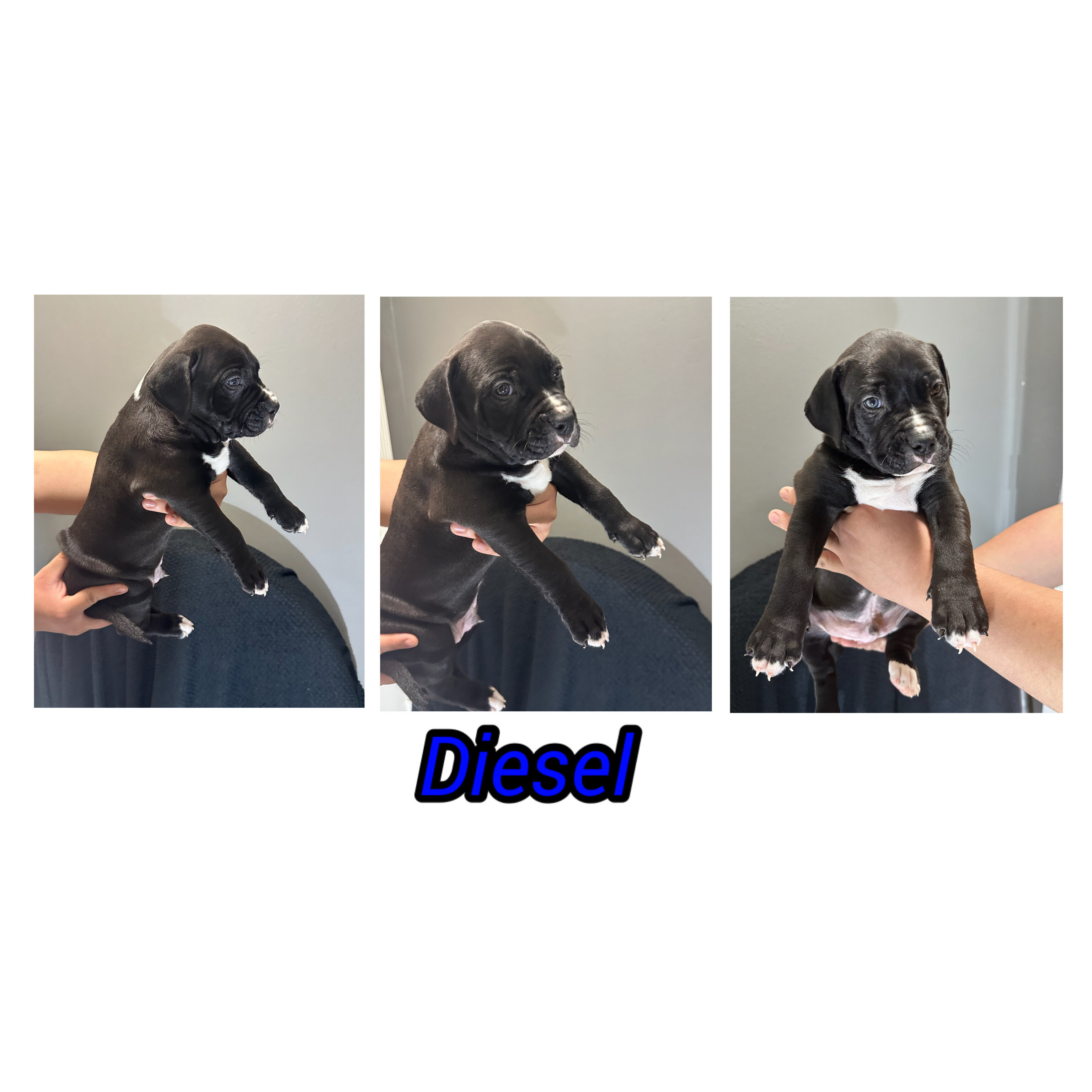 Pitbull cane corso puppies image 3