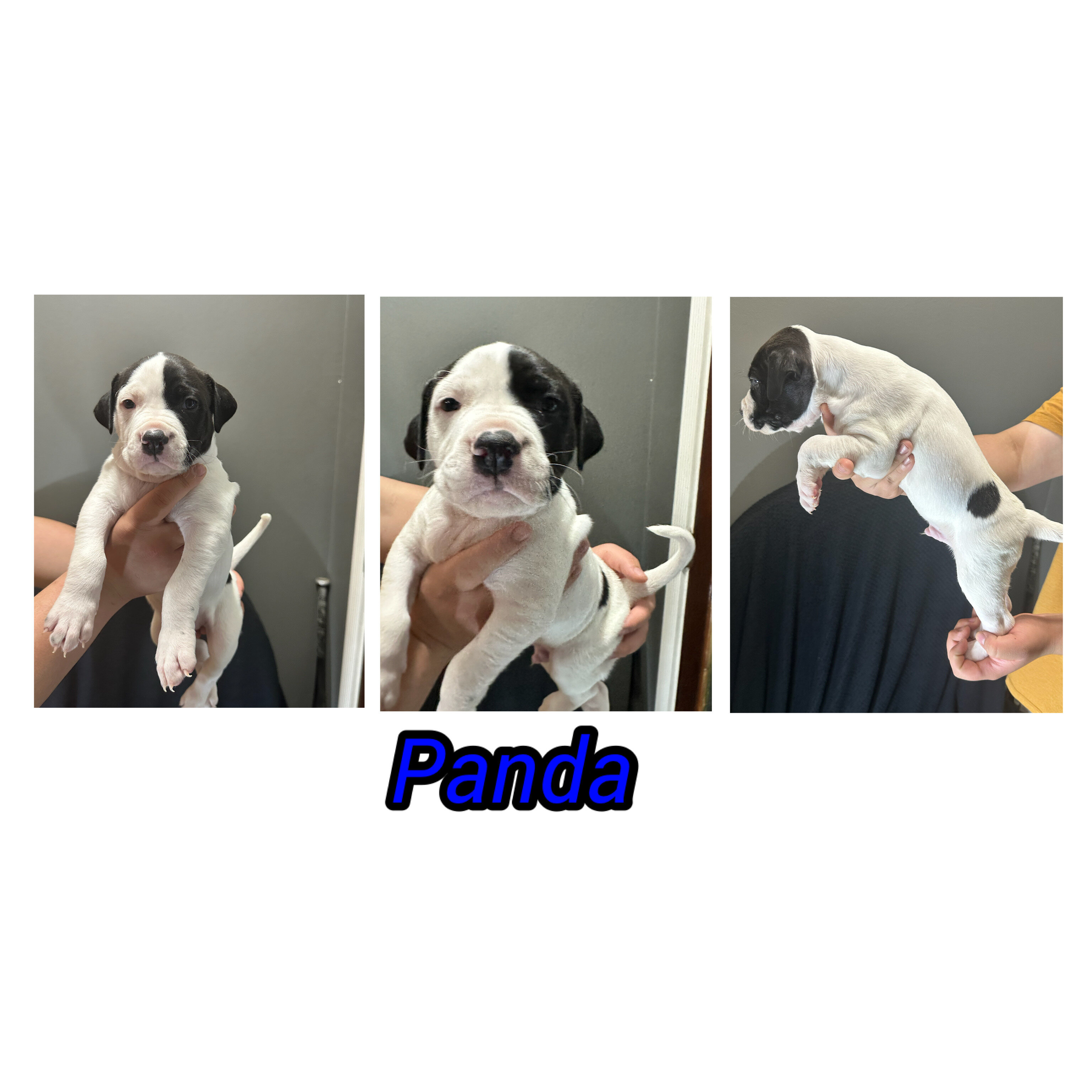 Pitbull cane corso puppies image 2